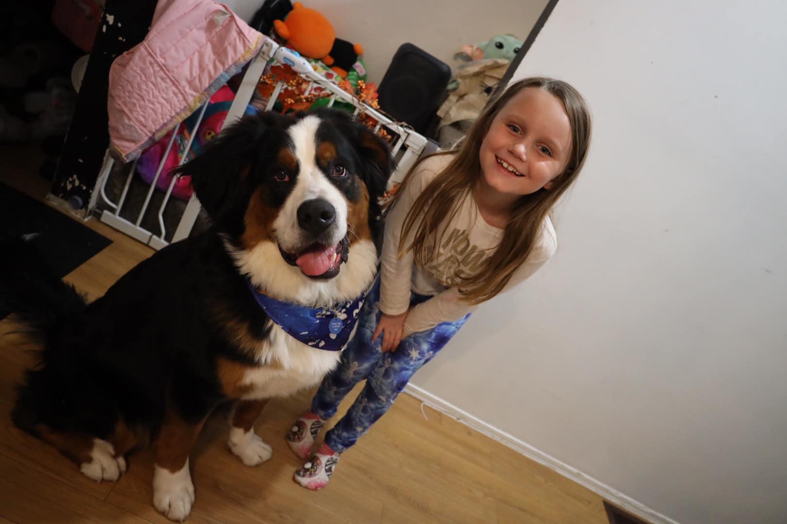 Enlarge Teddy, a Adopted Bernese Mountain Dog in Port Hope, ON image 3/5