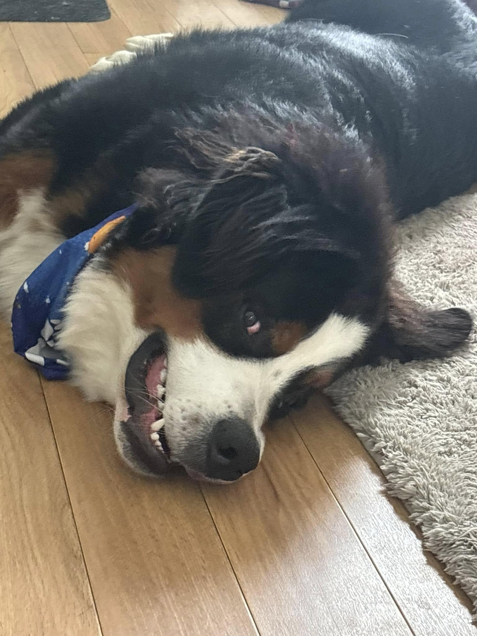 Enlarge Teddy, a Adopted Bernese Mountain Dog in Port Hope, ON image 4/5