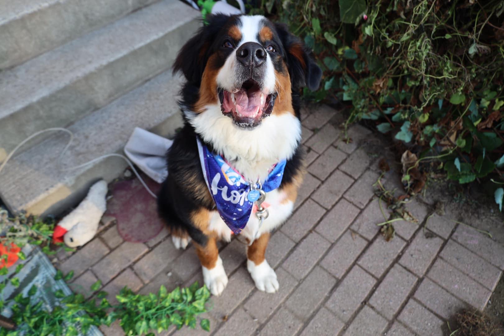 Teddy, Adopted, Young Male Bernese Mountain Dog.