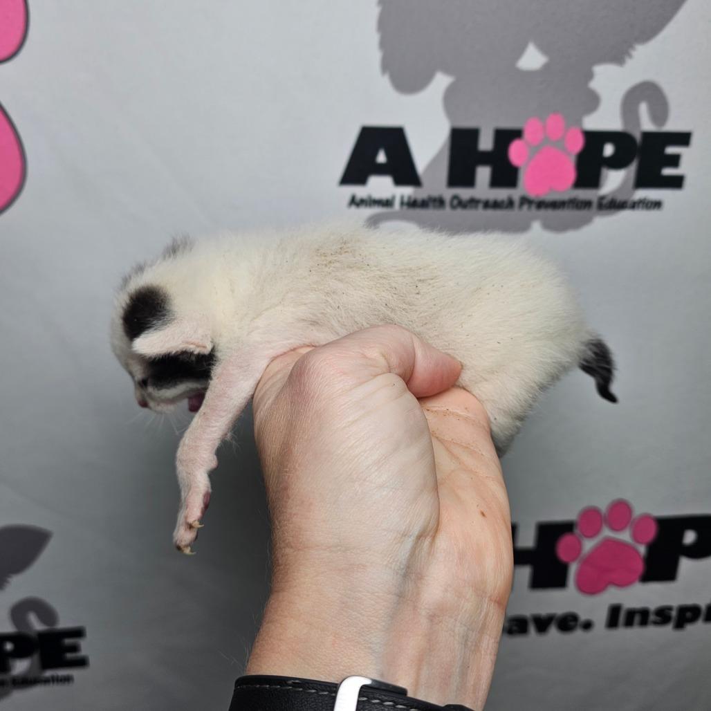 Enlarge Voxel, a Adoptable mixed breed in Milton, FL image 1/5