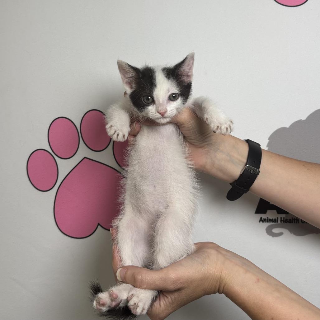 Enlarge Voxel, a Adoptable mixed breed in Milton, FL image 2/6