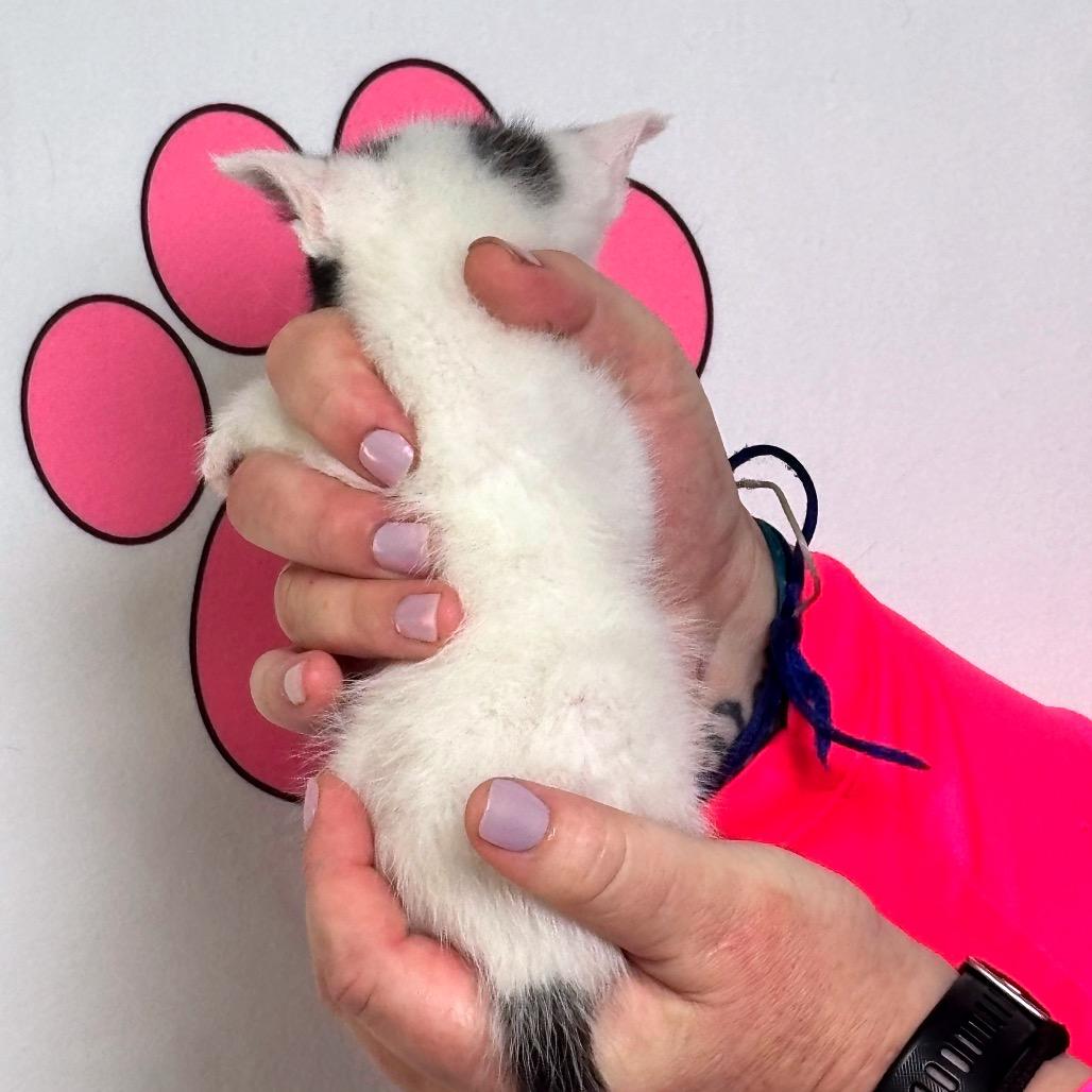 Enlarge Voxel, a Adoptable mixed breed in Milton, FL image 2/5