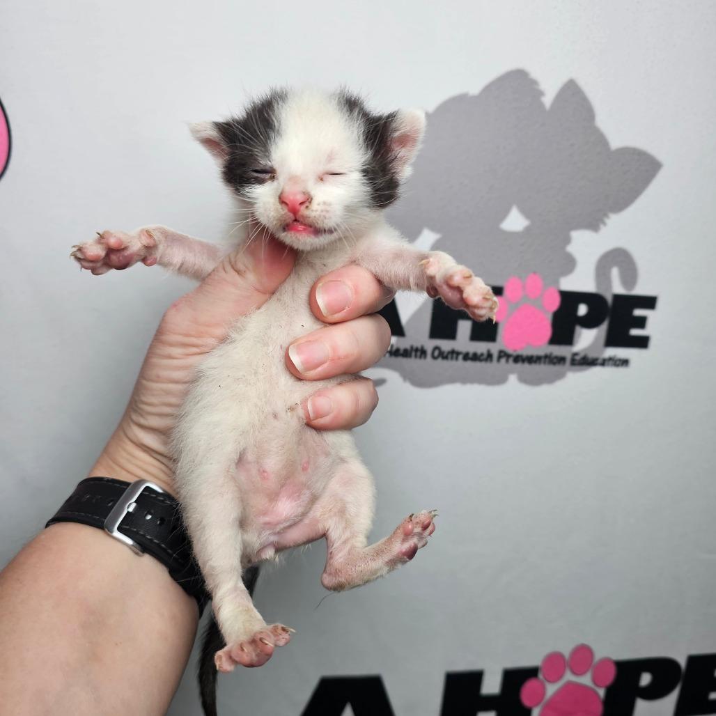 Enlarge Voxel, a Adoptable mixed breed in Milton, FL image 3/5