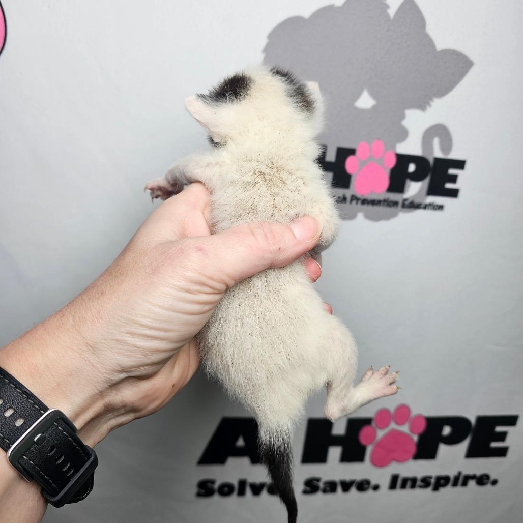 Enlarge Voxel, a Adoptable mixed breed in Milton, FL image 4/5