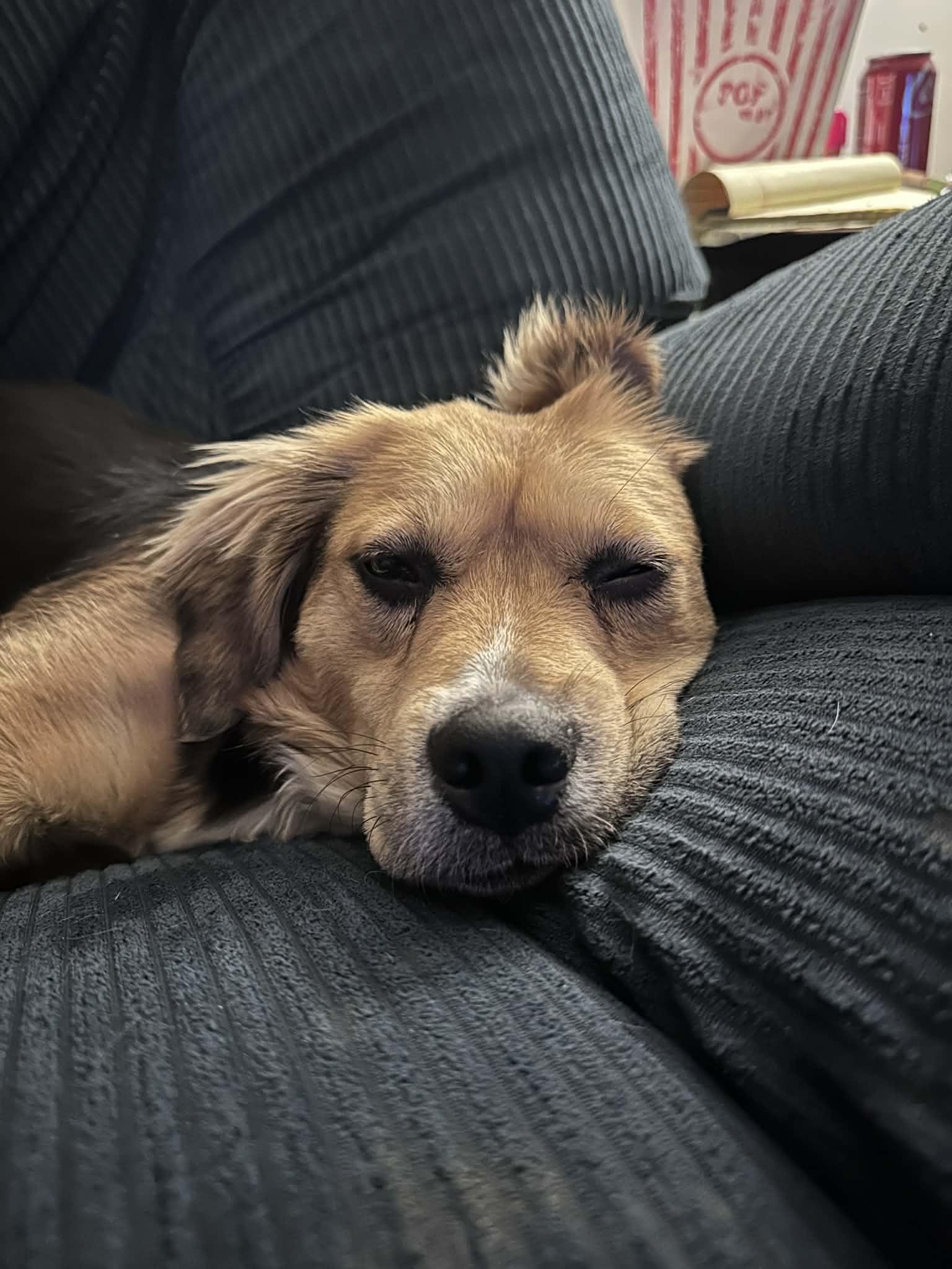 Margot, adoptable, Young Female Cocker Spaniel.