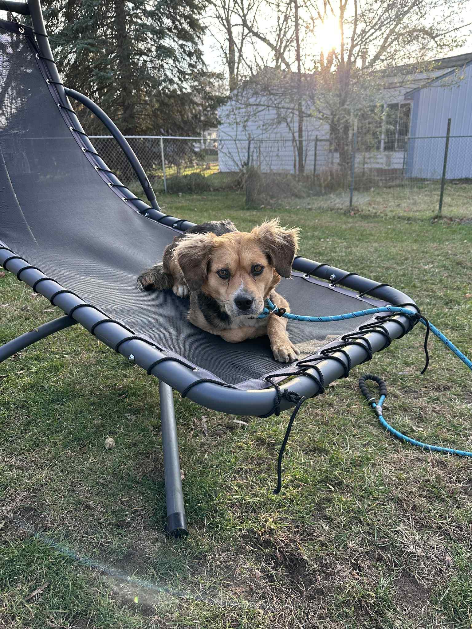 Margot, an adoptable mixed breed image 2/3