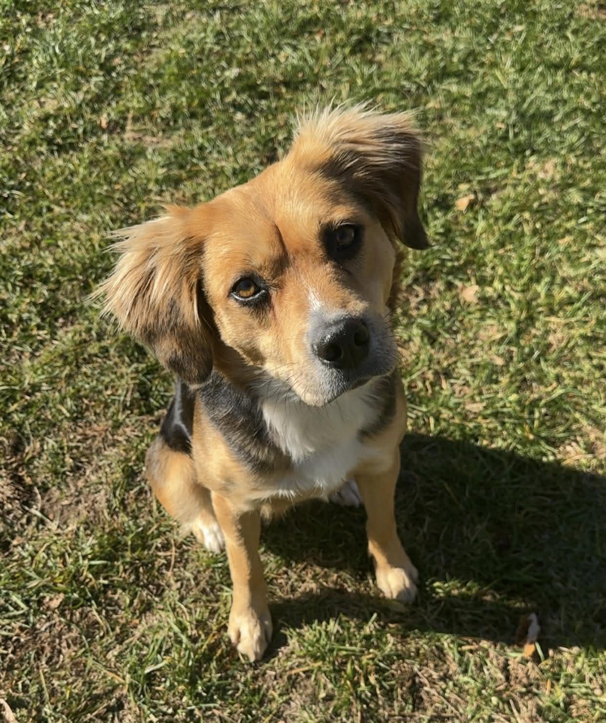 Margot, an adoptable mixed breed image 3/3