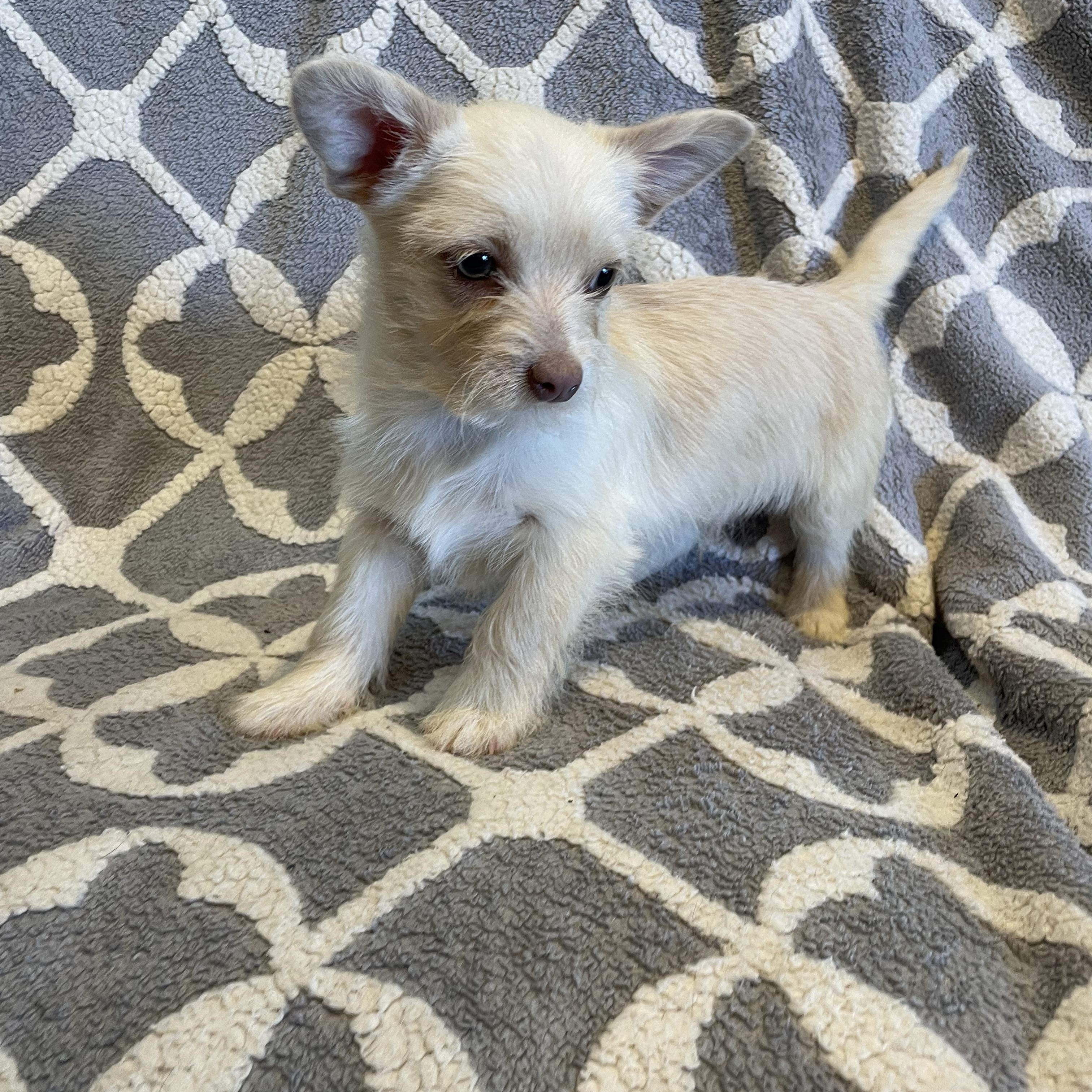 Enlarge Bolt , a ADOPTABLE mixed breed in Phoenix, AZ image 2/3