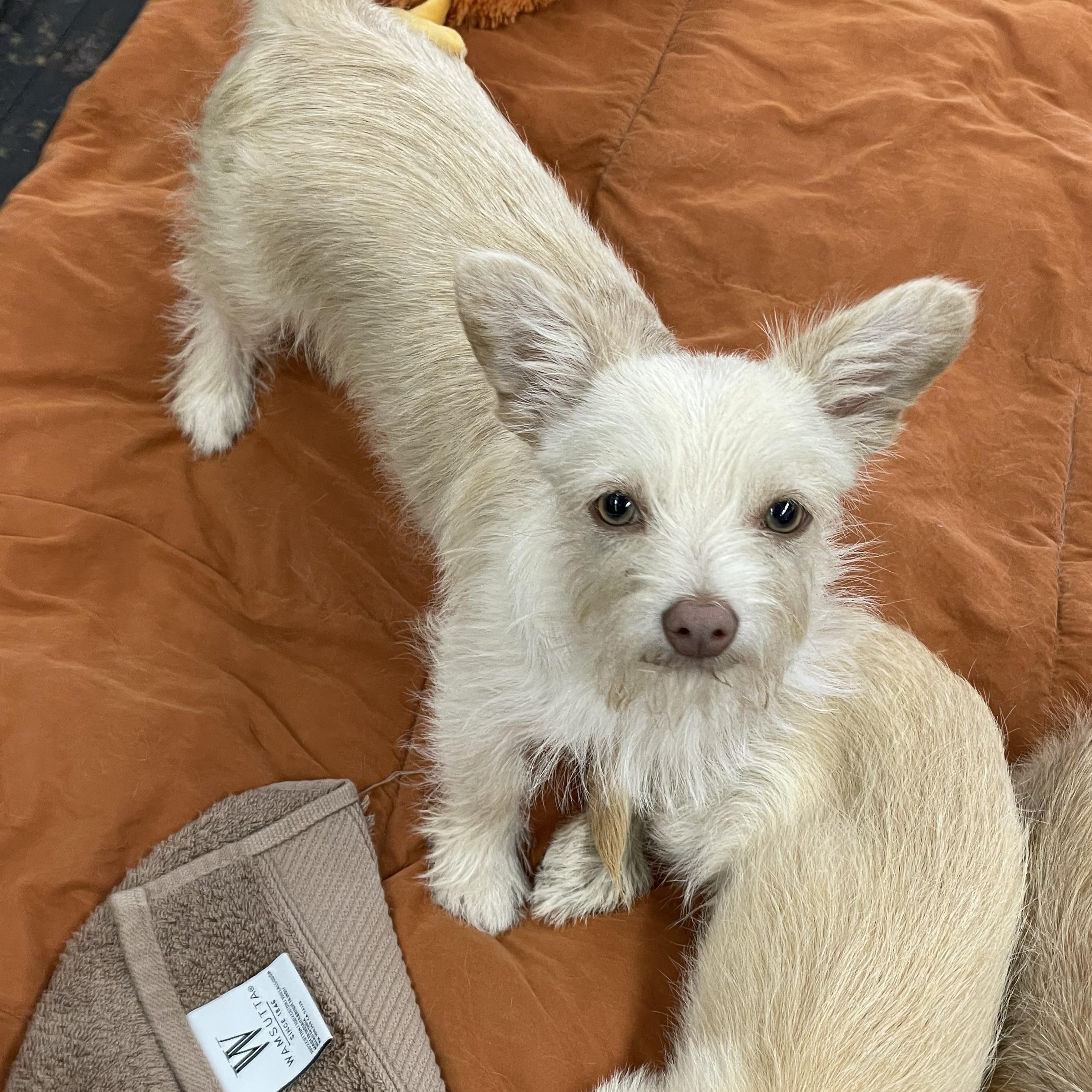 Bolt , ADOPTABLE, Young Male Yorkshire Terrier & Mixed Breed.