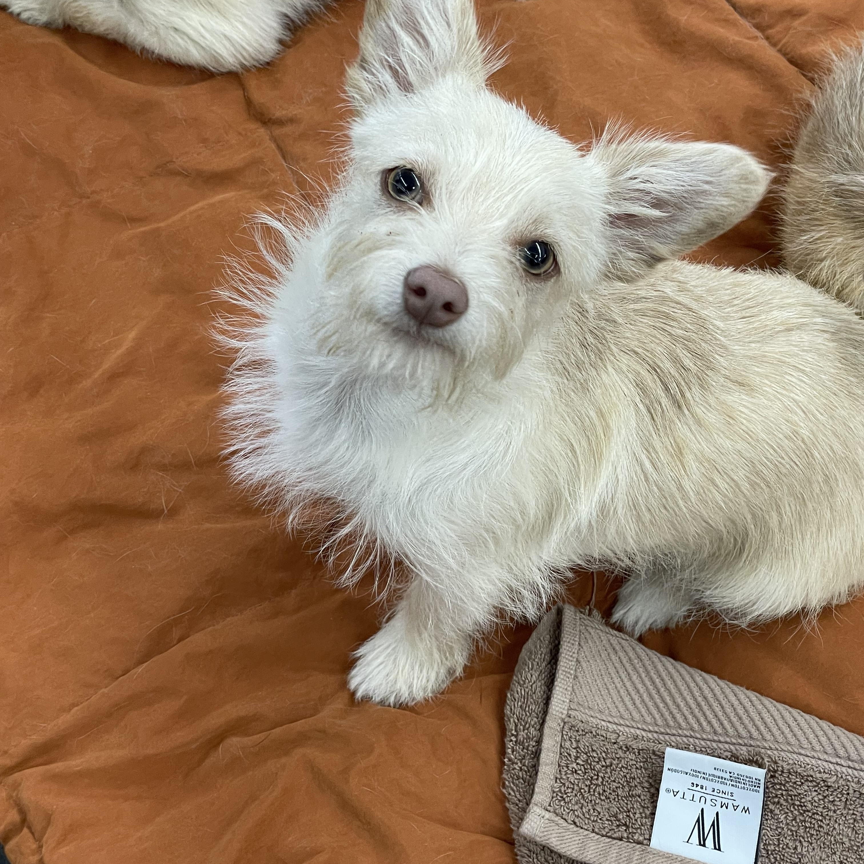 Enlarge Bolt , a ADOPTABLE mixed breed in Phoenix, AZ image 2/3