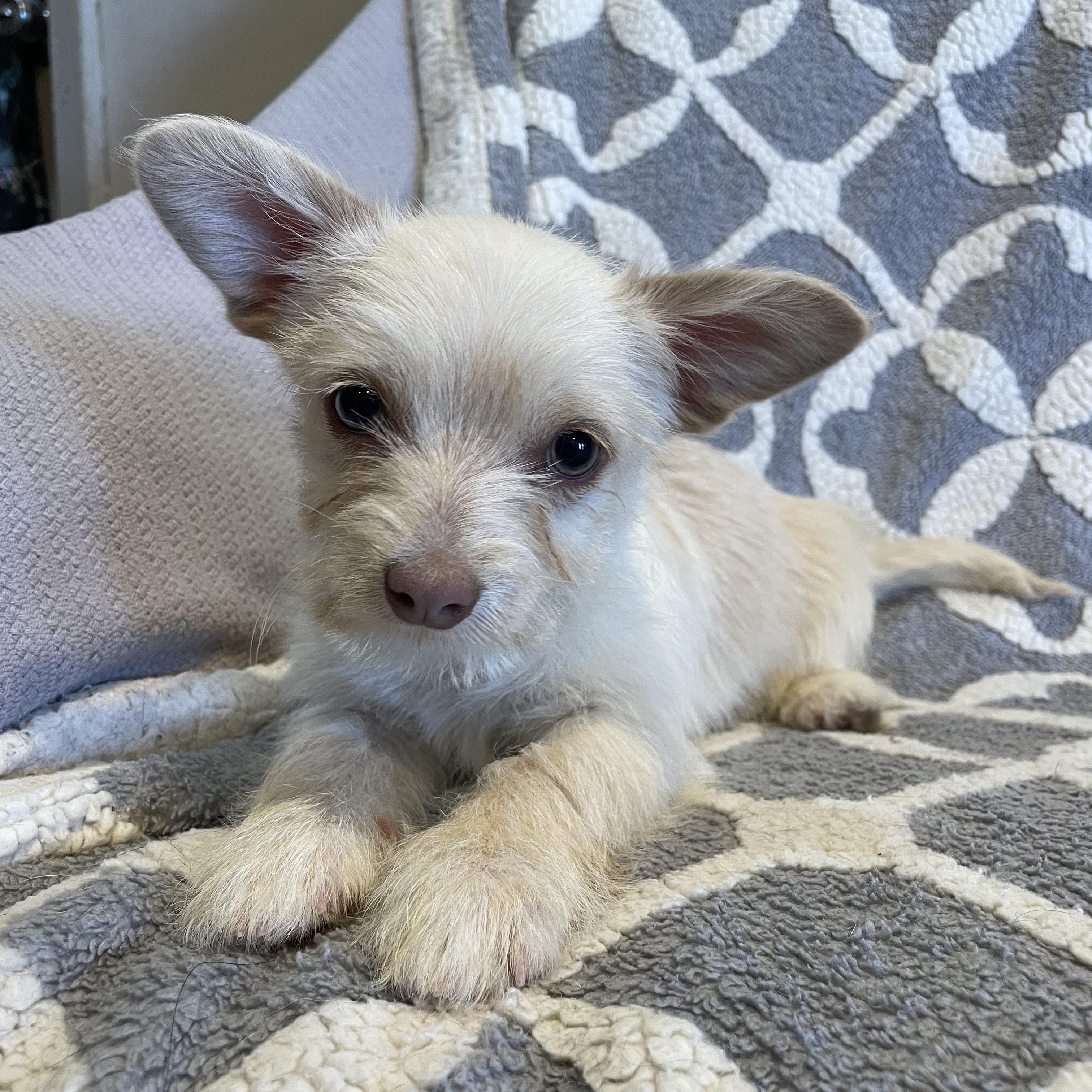 Enlarge Bolt , a ADOPTABLE mixed breed in Phoenix, AZ image 1/3