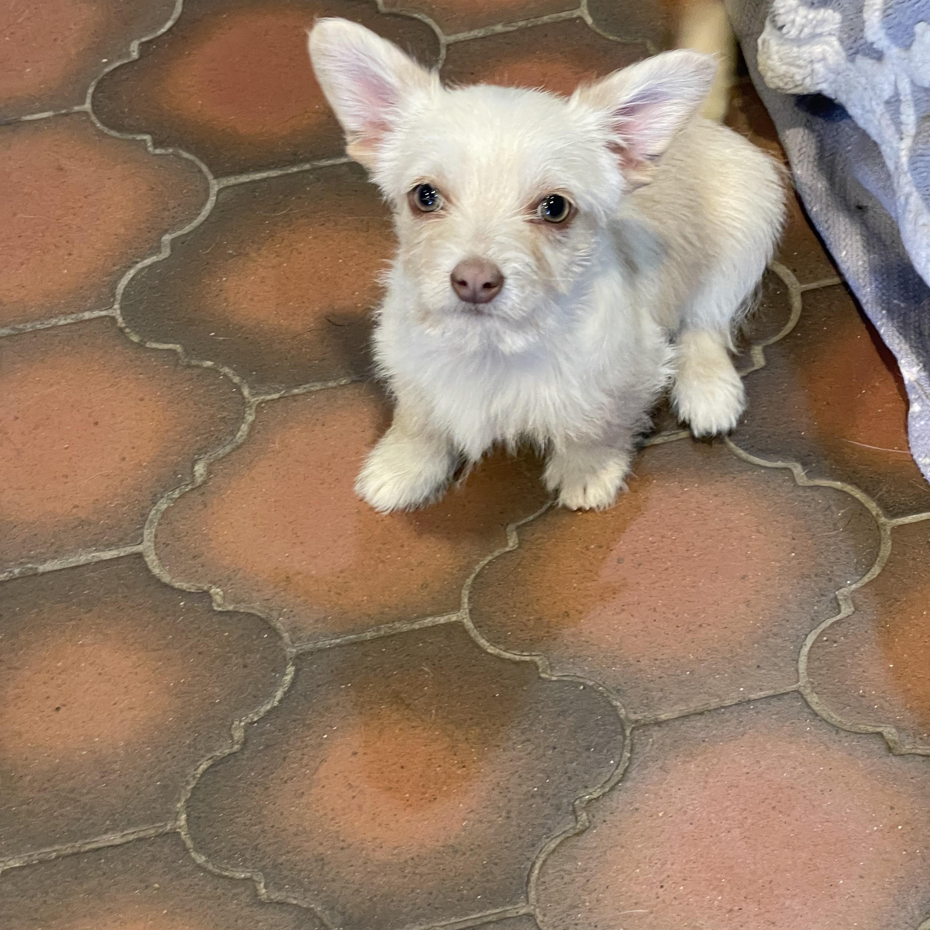 Enlarge Bolt , a ADOPTABLE mixed breed in Phoenix, AZ image 3/3