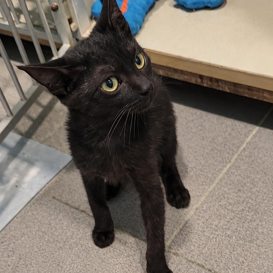 Enlarge Ember, a Adoptable Domestic Short Hair in Gordonsville, TN image 1/2