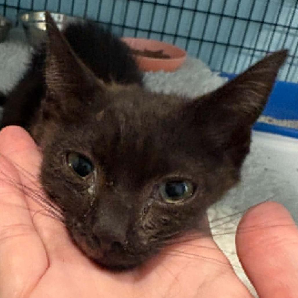 Enlarge Ember, a Adoptable Domestic Short Hair in Gordonsville, TN image 2/2