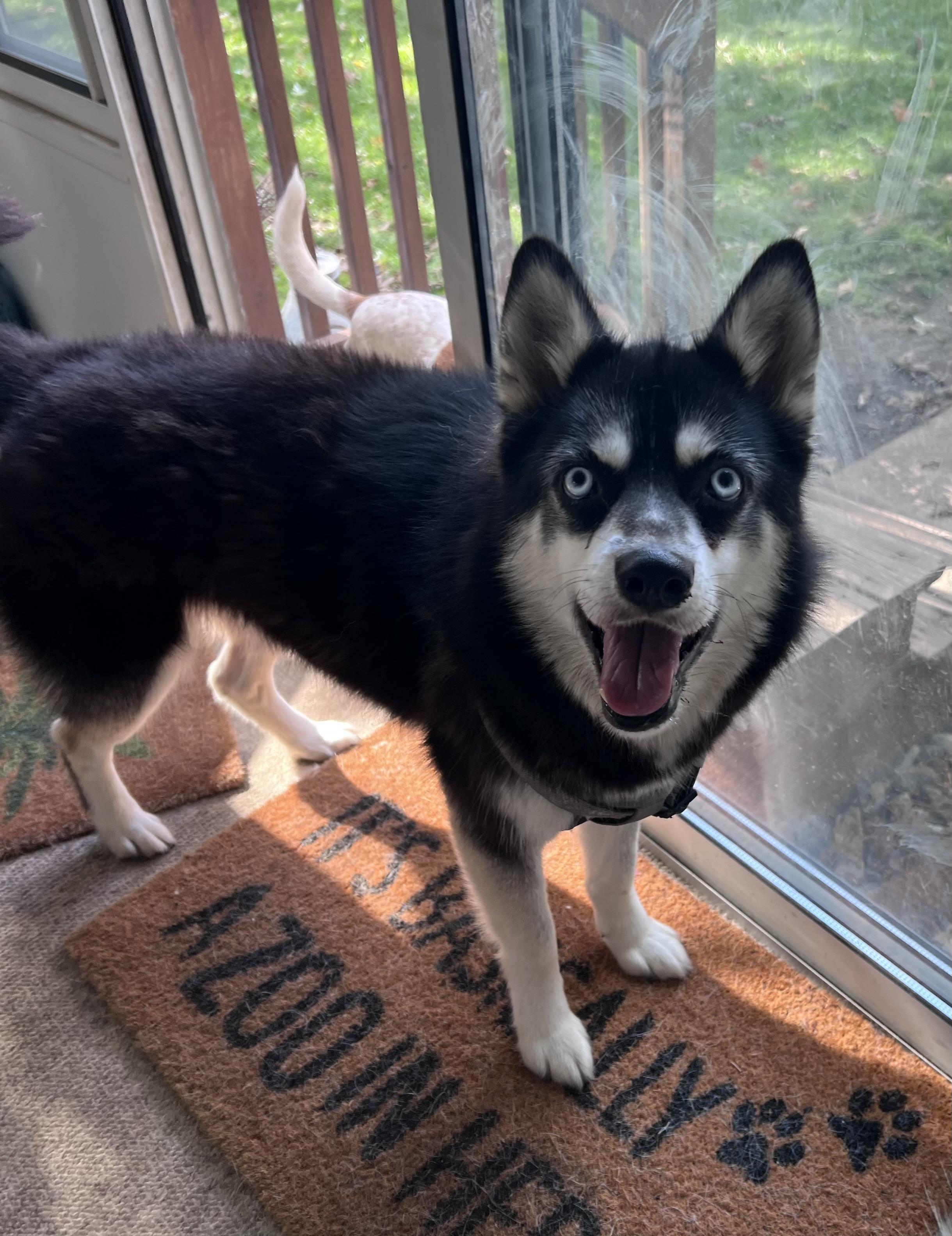 Gidget, Adoptable, Adult Female Siberian Husky.