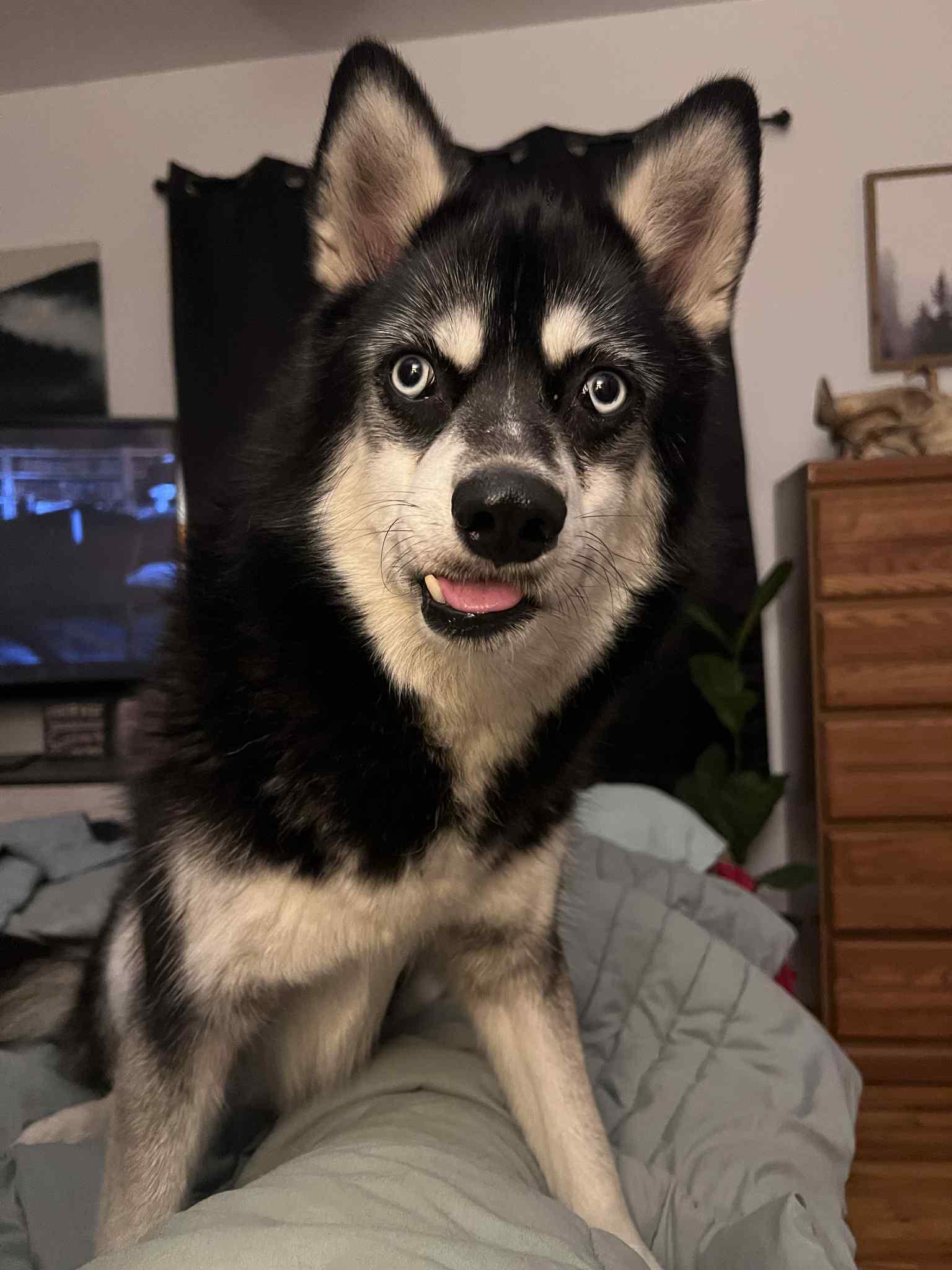 Gidget, a Adoptable mixed breed in Saginaw, MI image 4/6