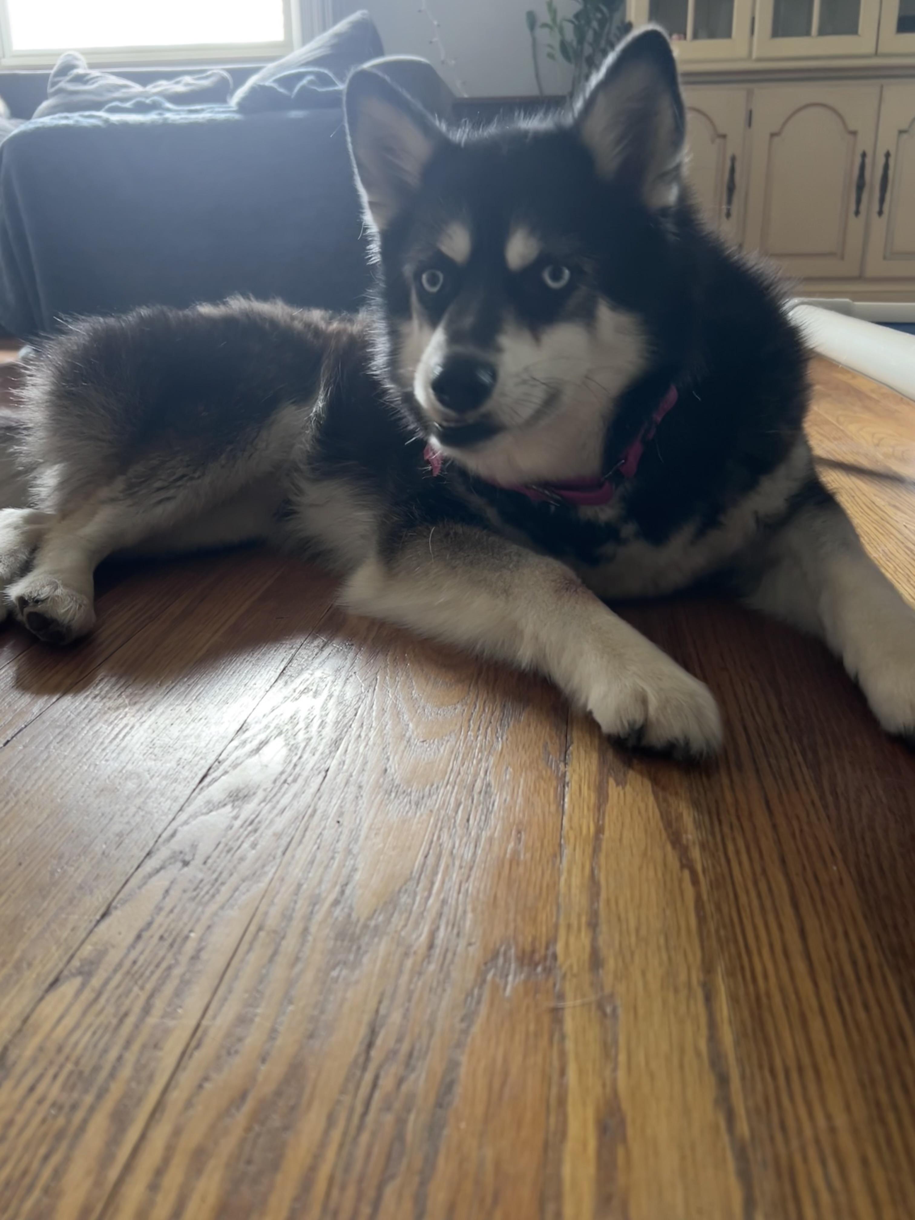 Gidget, Adoptable, Adult Female Siberian Husky.