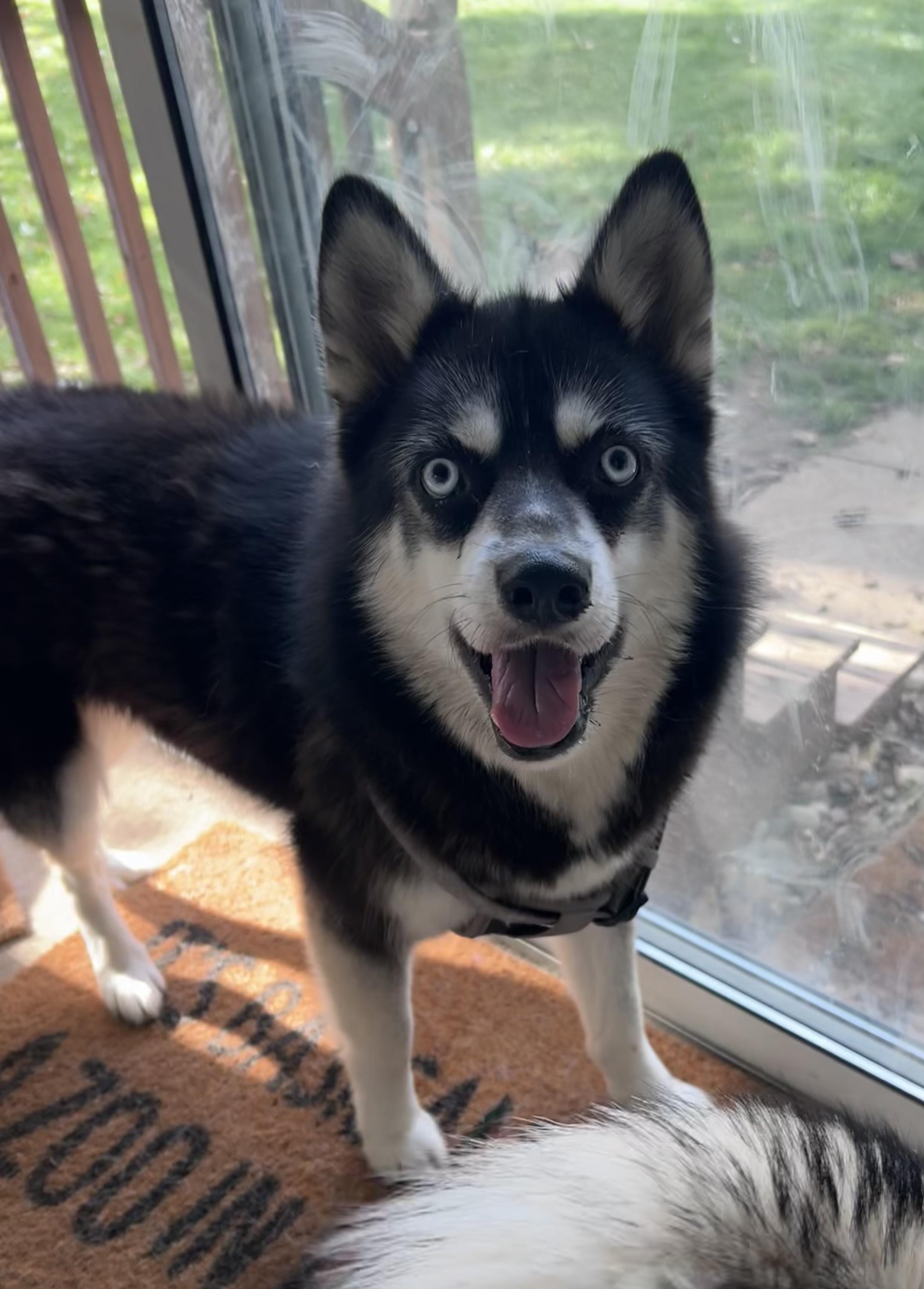 Gidget, Adoptable, Adult Female Siberian Husky.