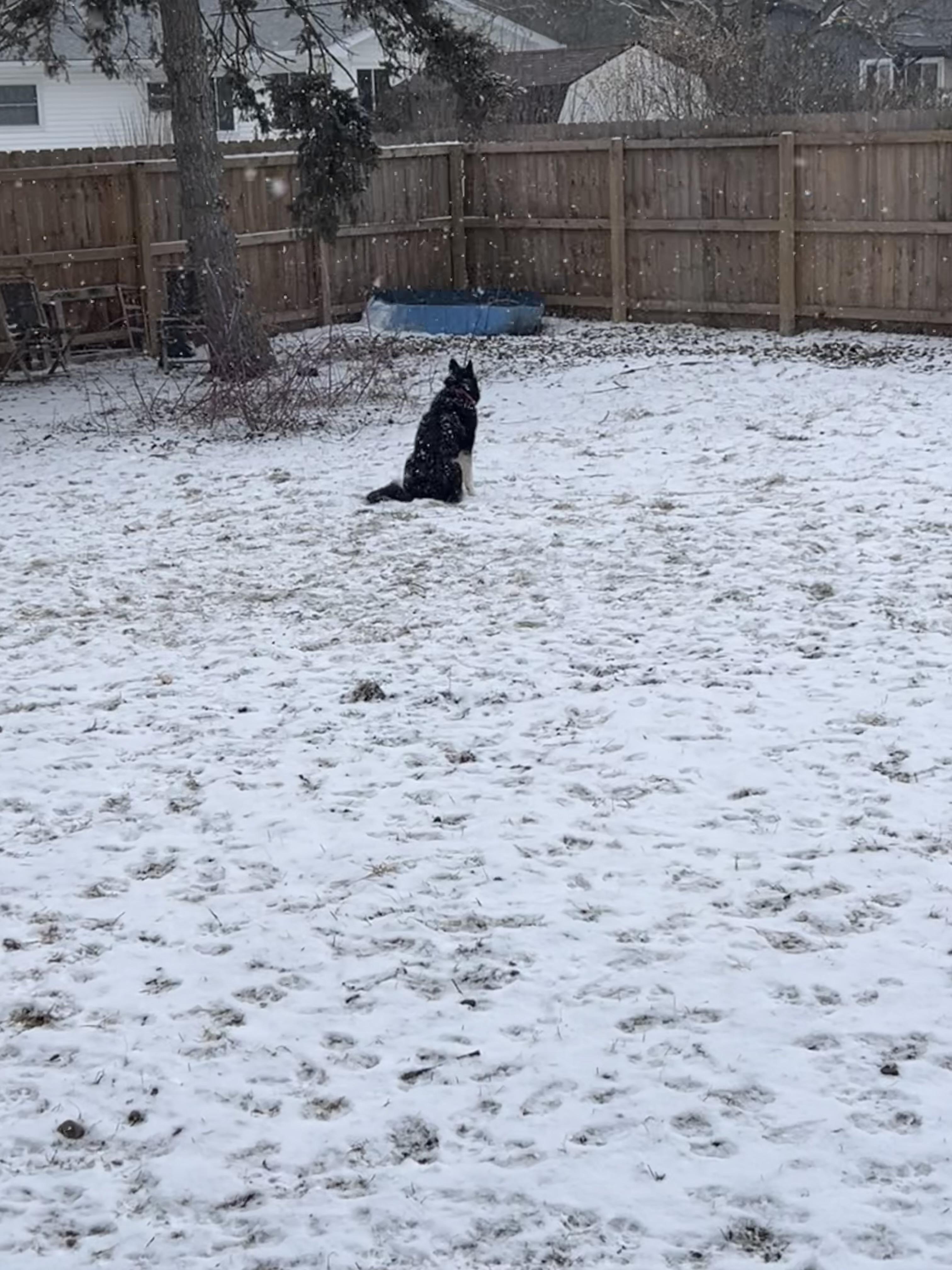 Enlarge Gidget, a Adoptable mixed breed in Saginaw, MI image 5/5