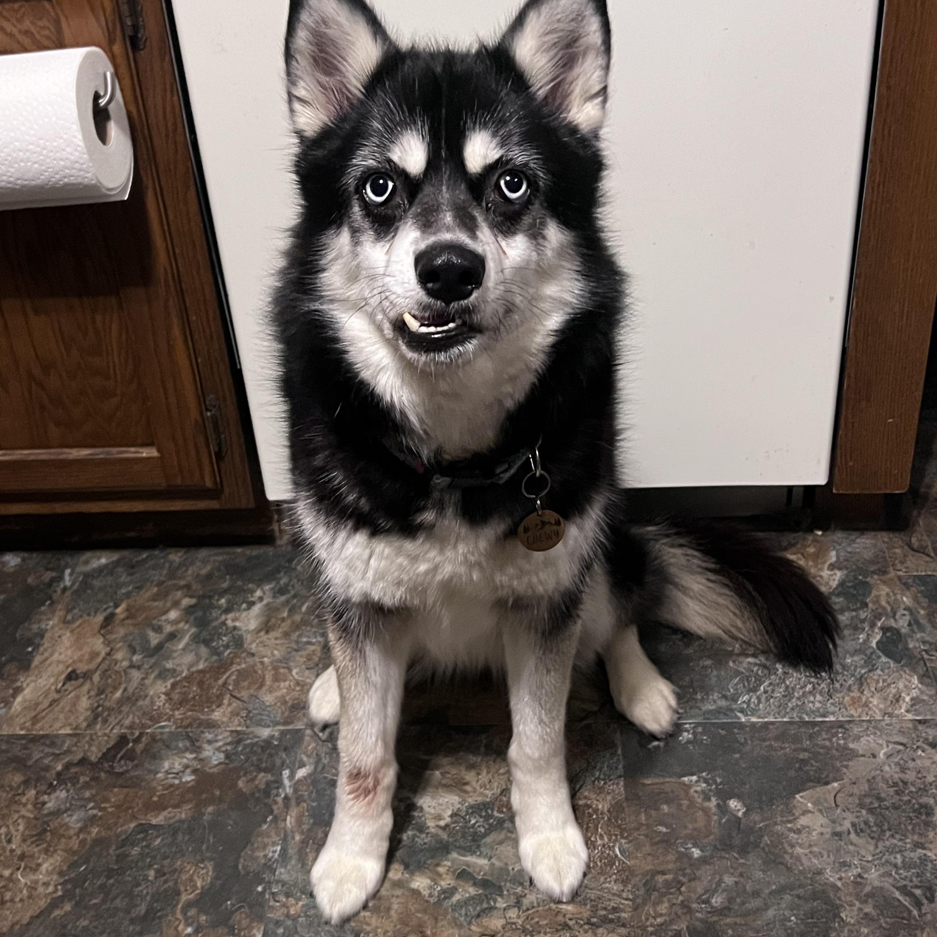 Enlarge Gidget, a Adoptable mixed breed in Saginaw, MI image 2/5