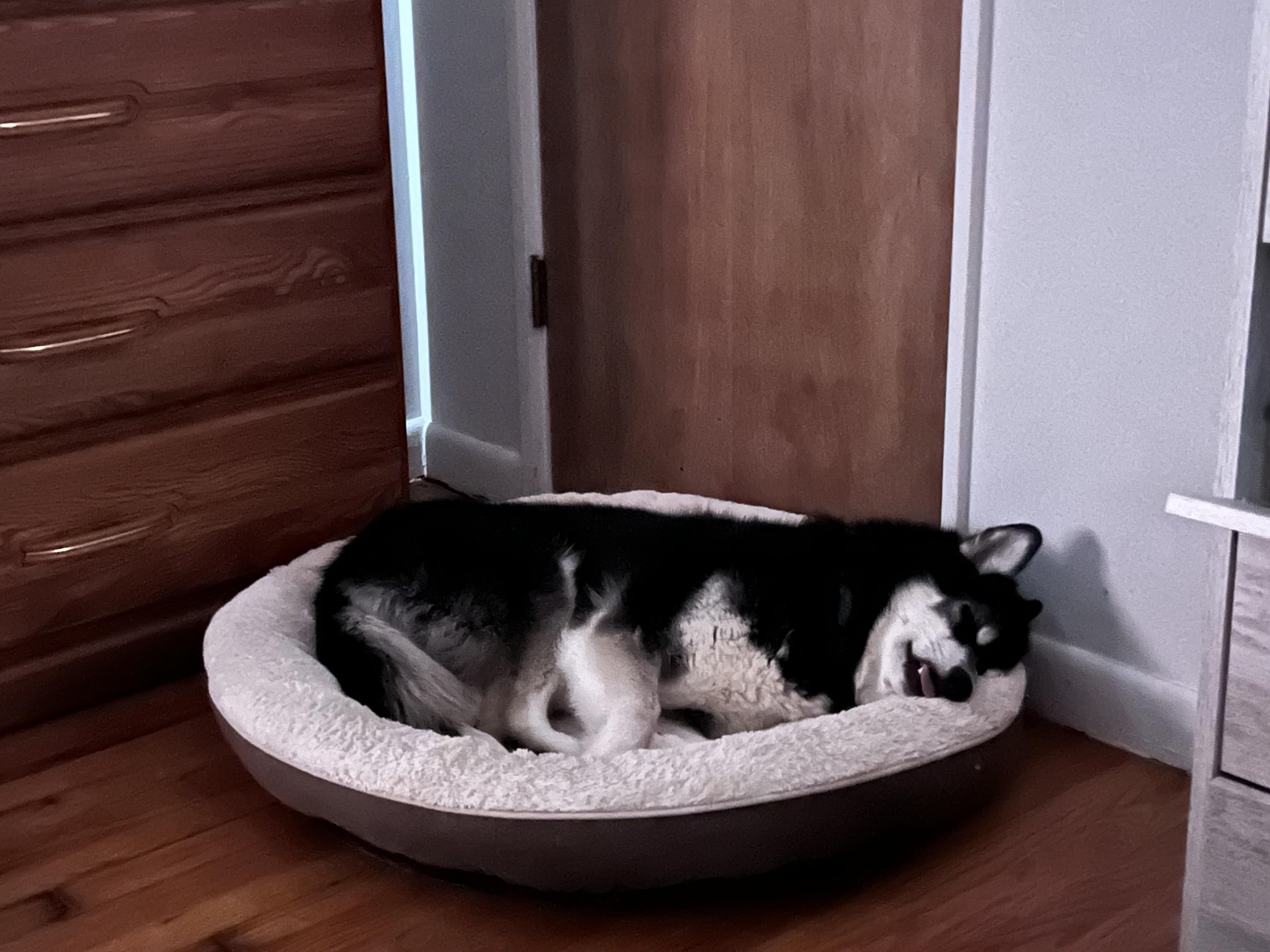 Enlarge Gidget, a Adoptable mixed breed in Saginaw, MI image 4/5