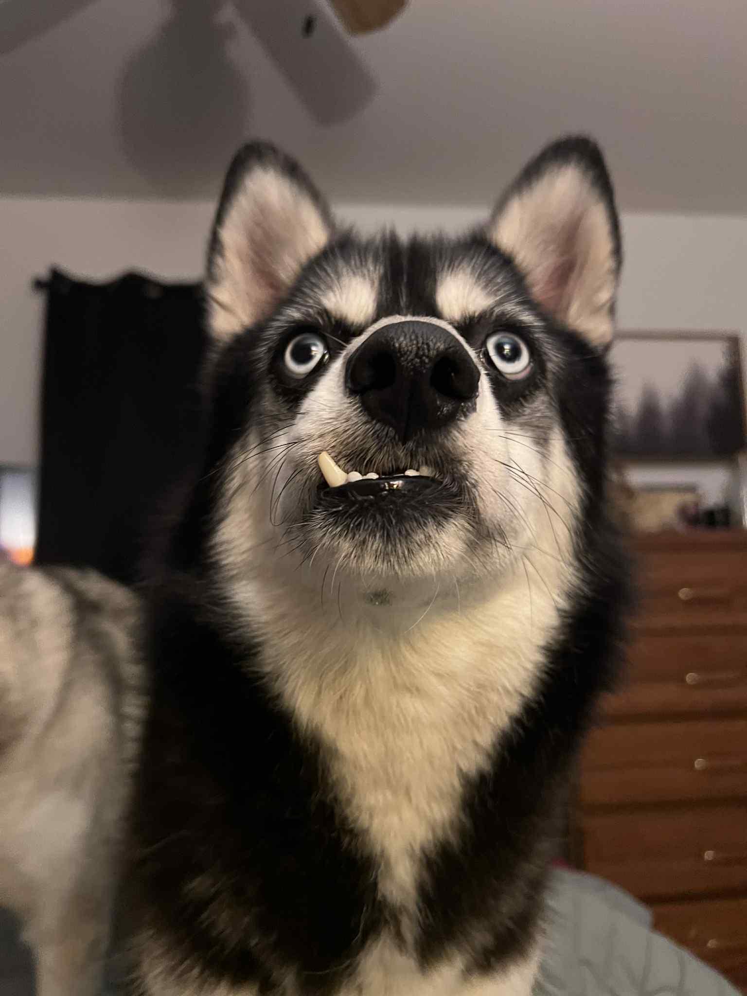 Gidget, a Adoptable mixed breed in Saginaw, MI image 3/6