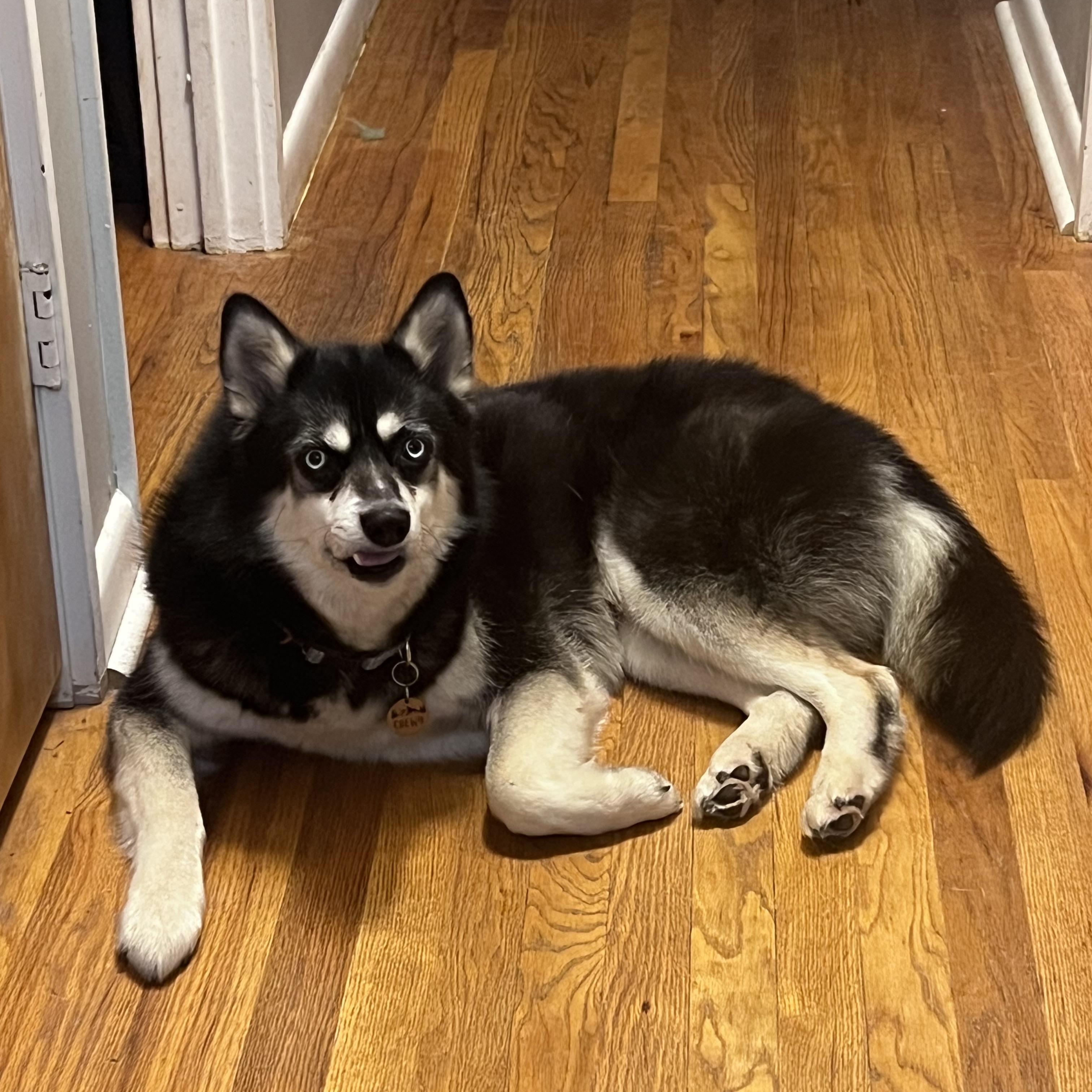 Enlarge Gidget, a Adoptable mixed breed in Saginaw, MI image 3/5