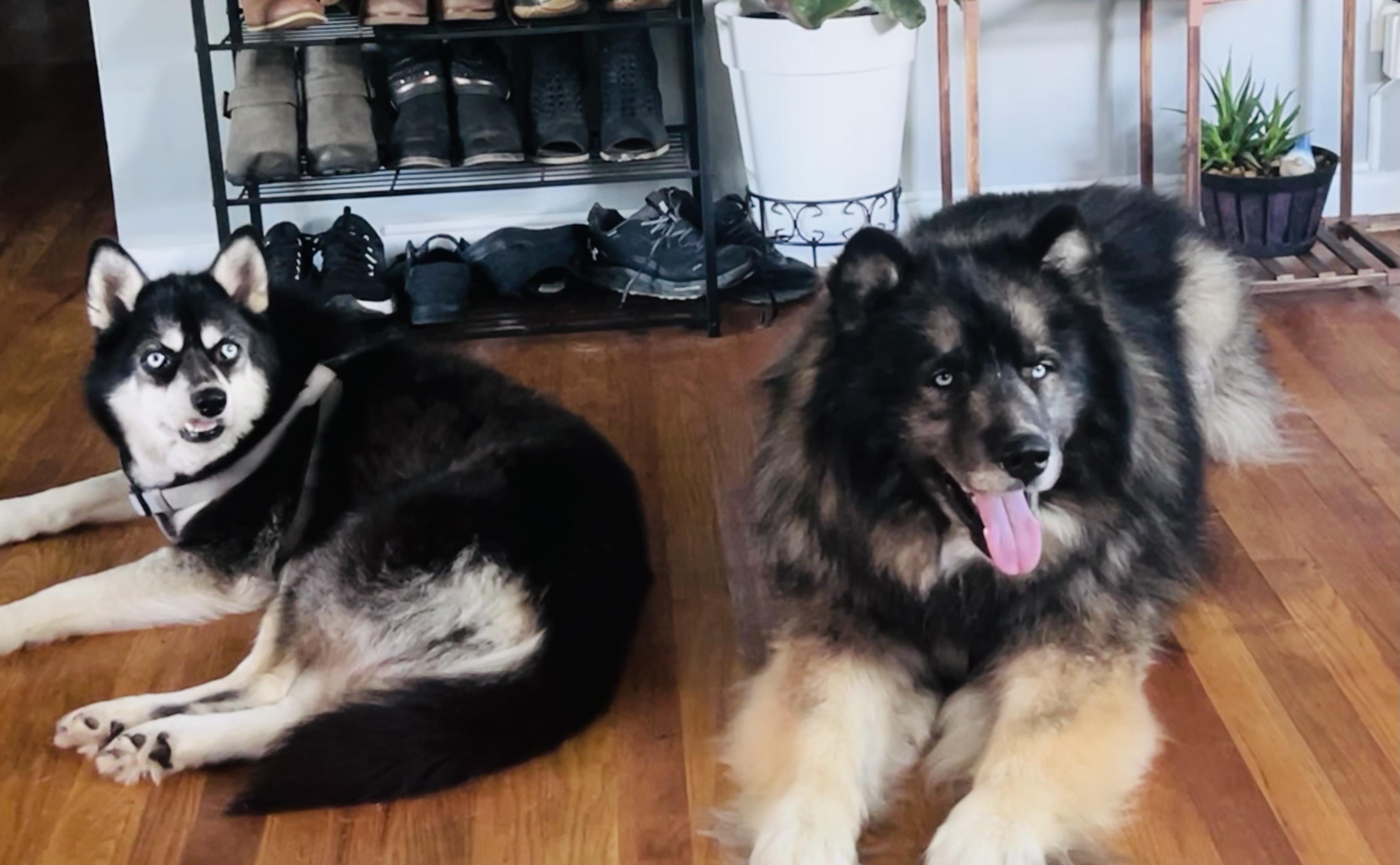 Gidget, a Adoptable mixed breed in Saginaw, MI image 3/3