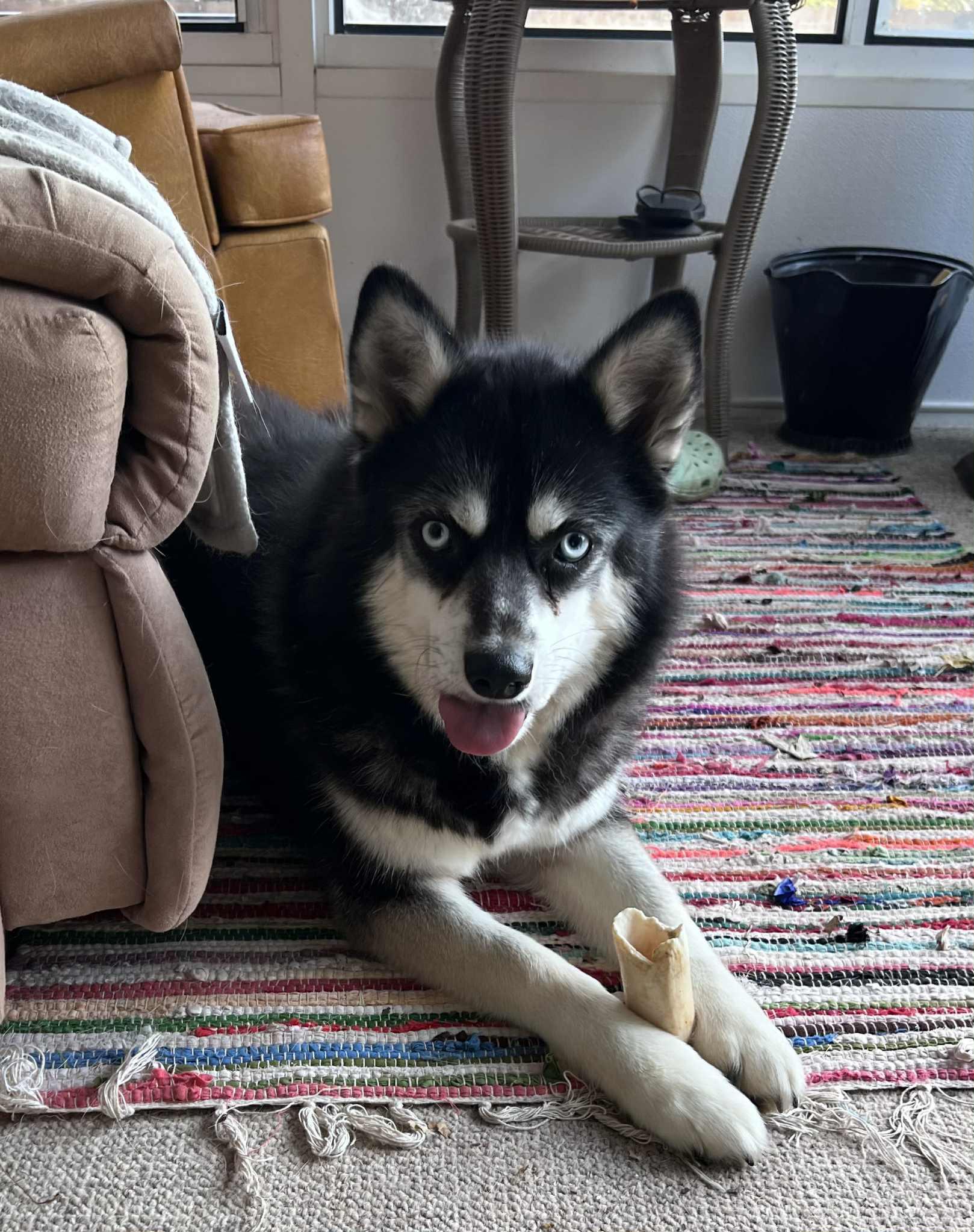 Gidget, Adoptable, Adult Female Siberian Husky.