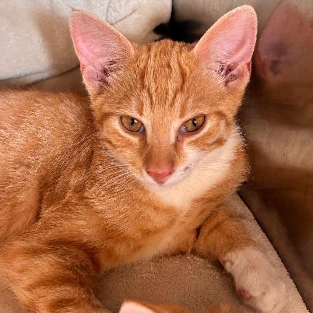 Tang, Adoptable, Kitten Male Domestic Short Hair.