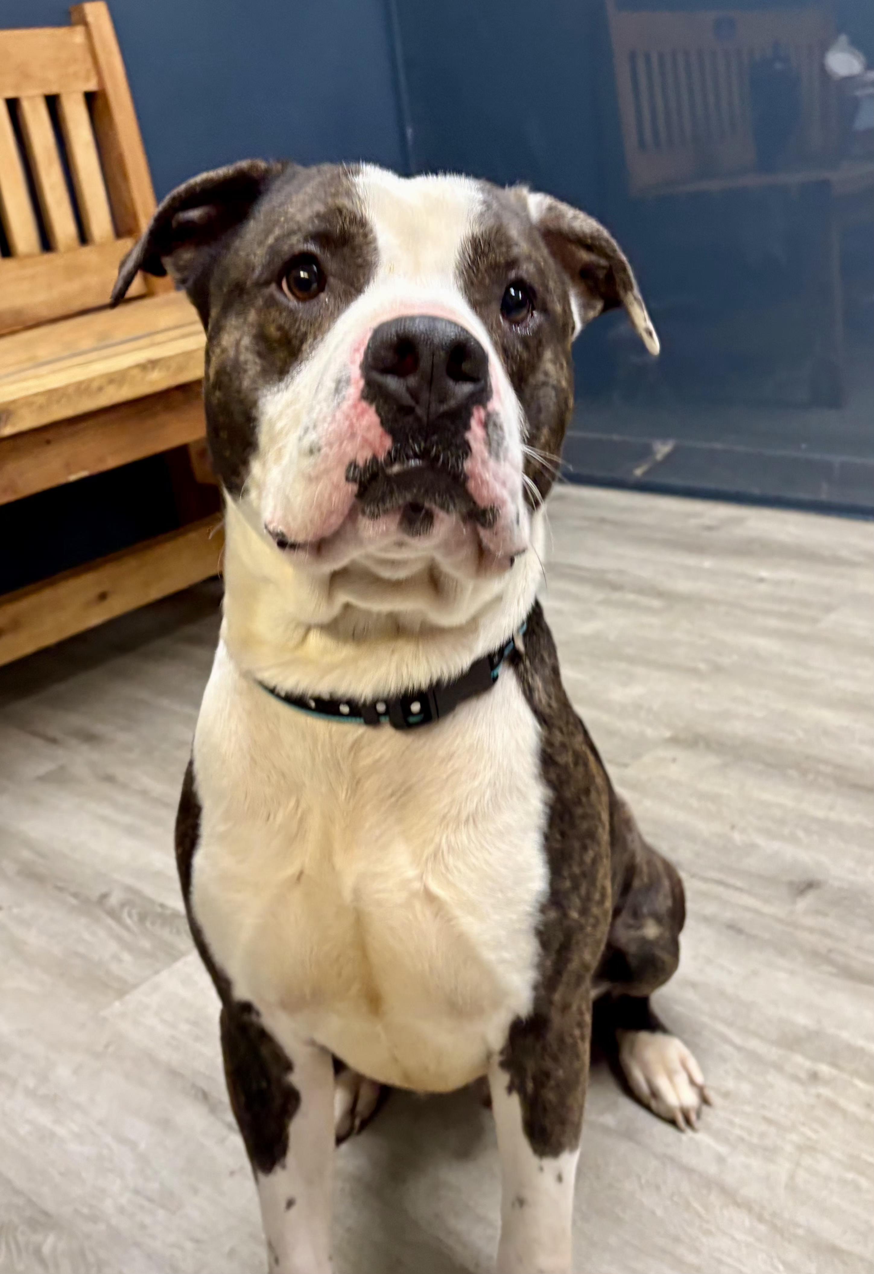 Arlong, adoptable, Young Male Boxer & Pit Bull Terrier.