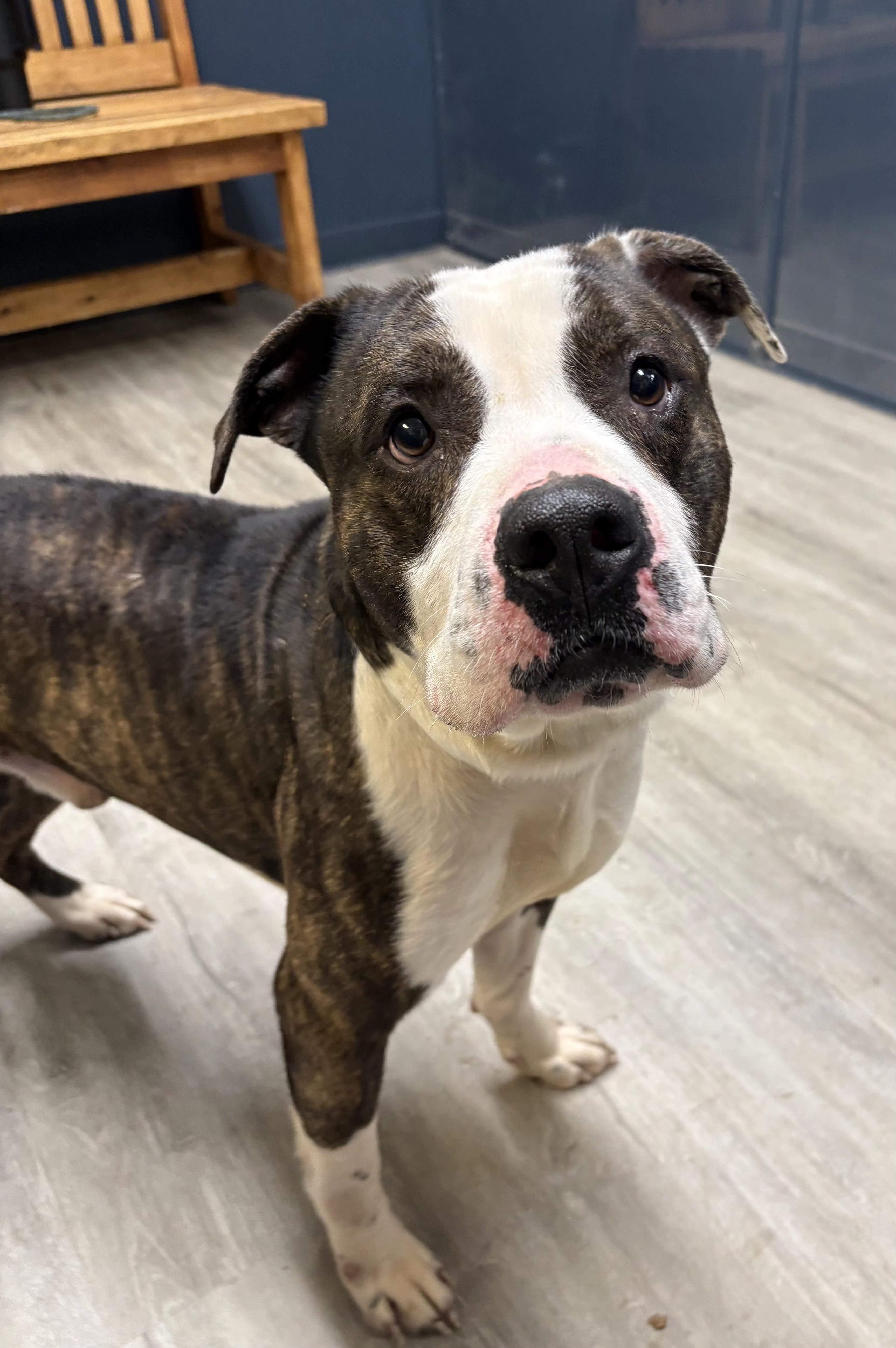 Arlong, an adoptable mixed breed in Mansfield, OH image 2/4