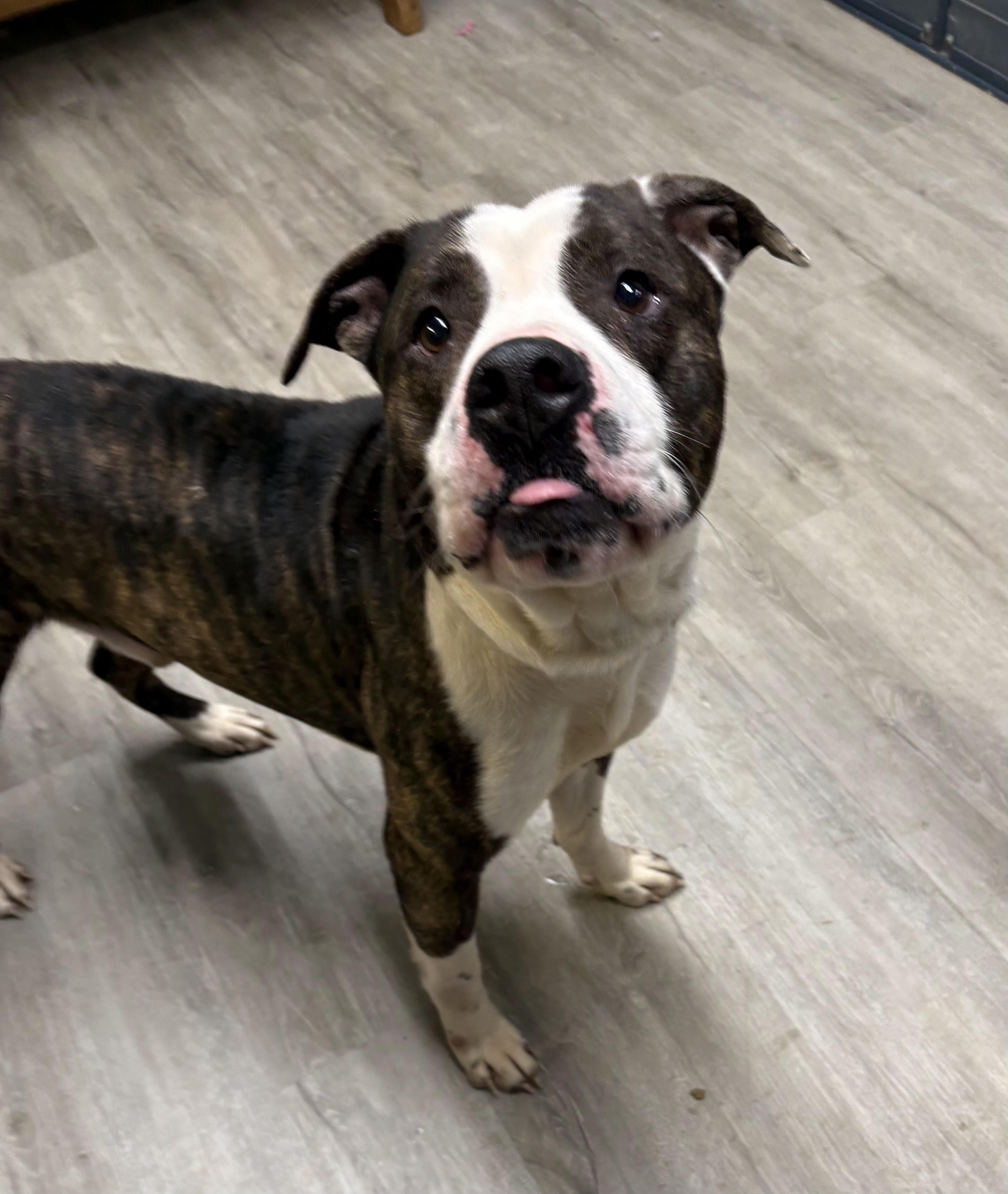Arlong, an adoptable mixed breed in Mansfield, OH image 4/4
