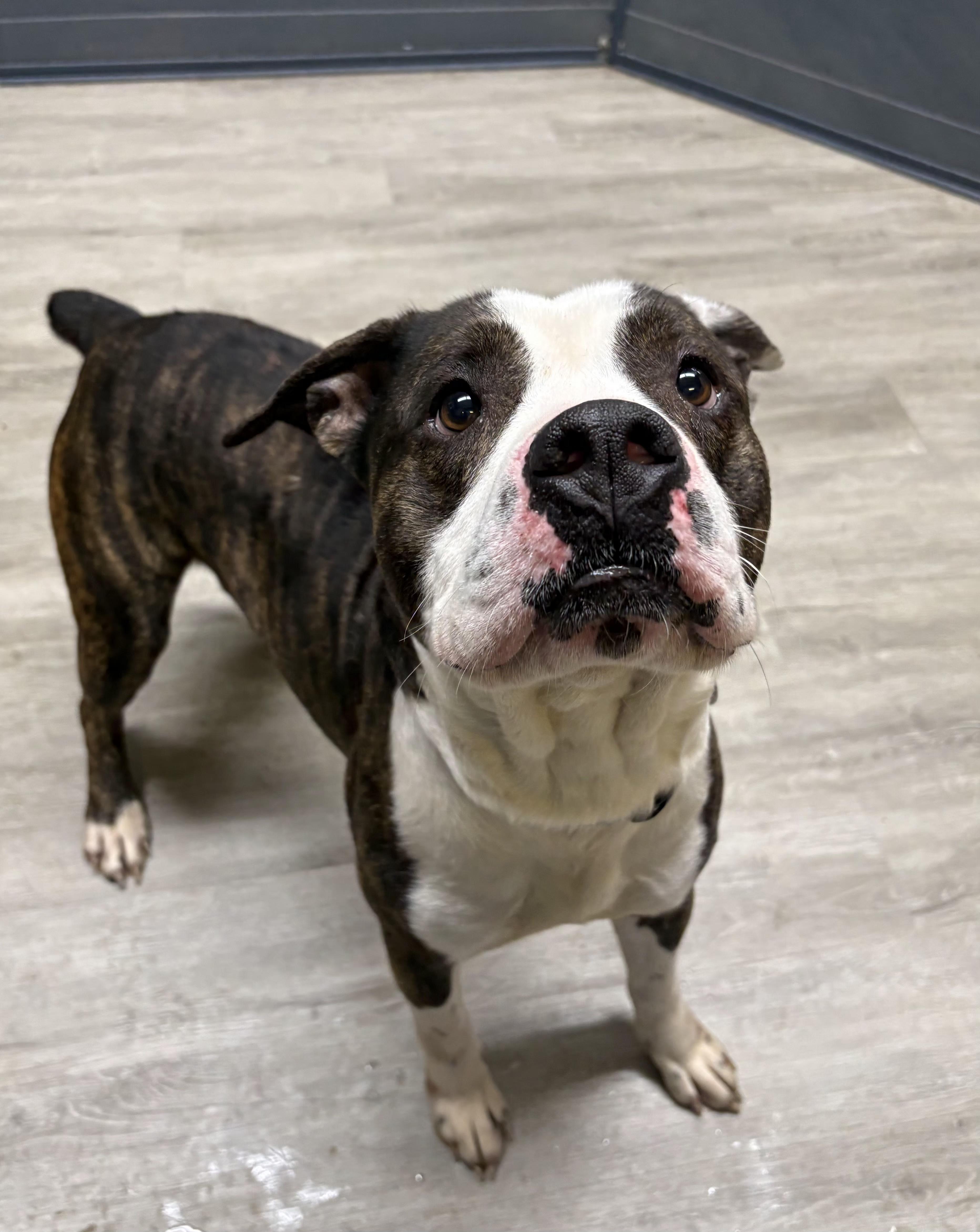 Arlong, an adoptable mixed breed in Mansfield, OH image 3/4