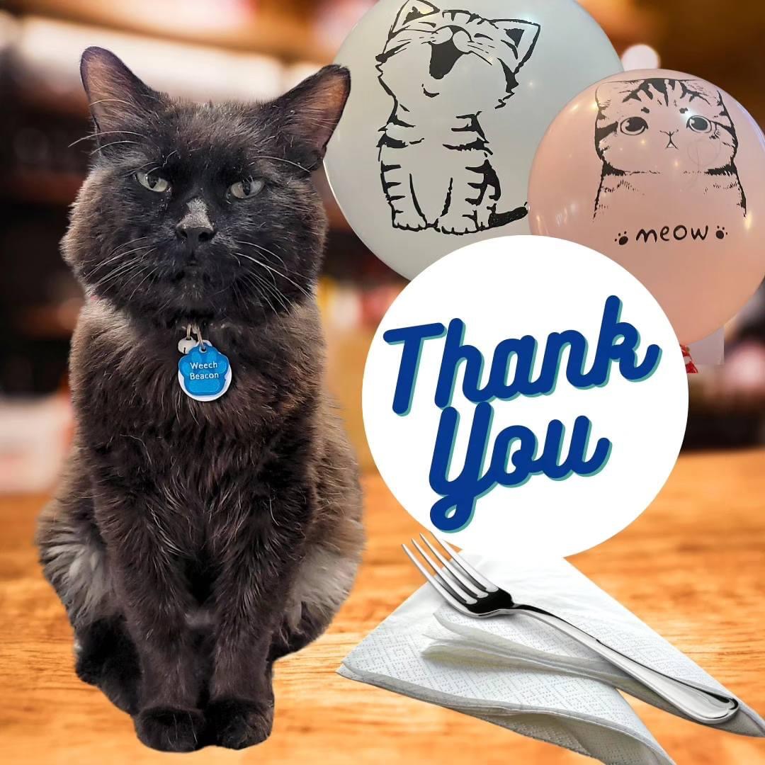 DOUG JUDY, an adoptable Domestic Short Hair in Grand Rapids, MI image 2/6