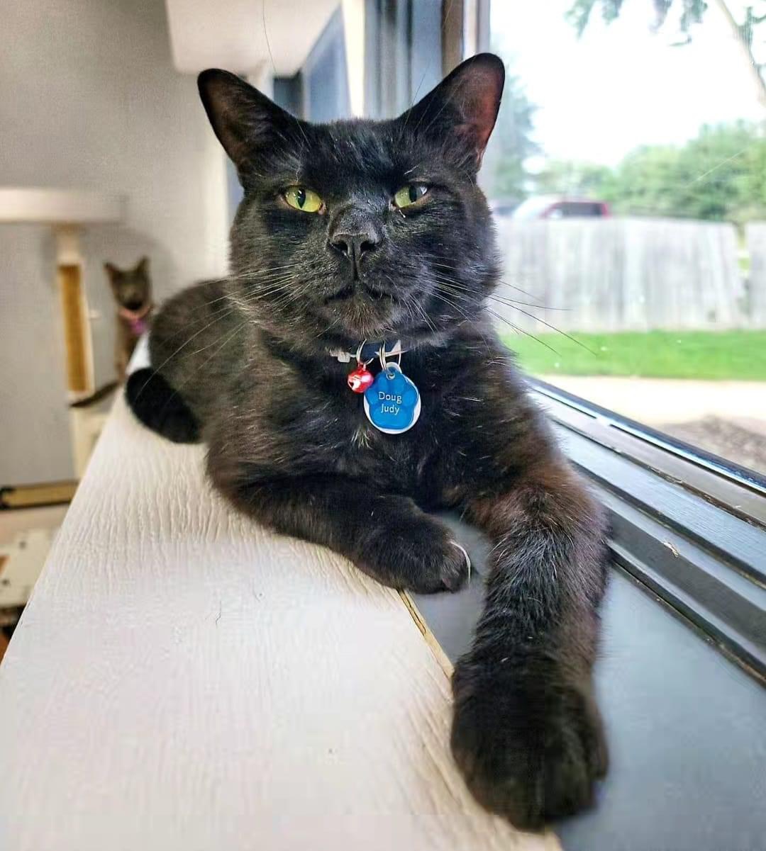 DOUG JUDY, adoptable, Adult Male Domestic Short Hair.