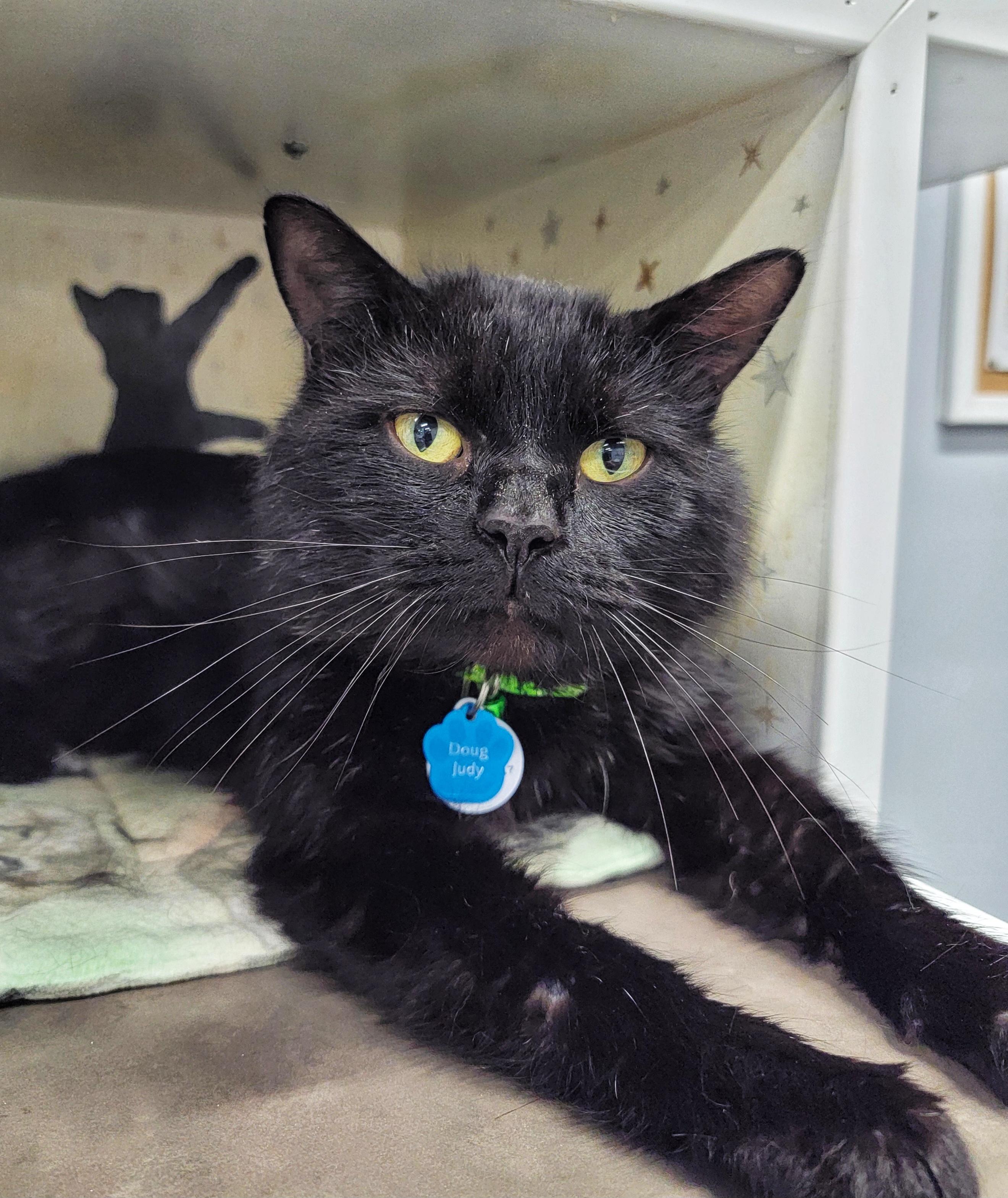 DOUG JUDY, an adoptable Domestic Short Hair in Grand Rapids, MI image 3/6