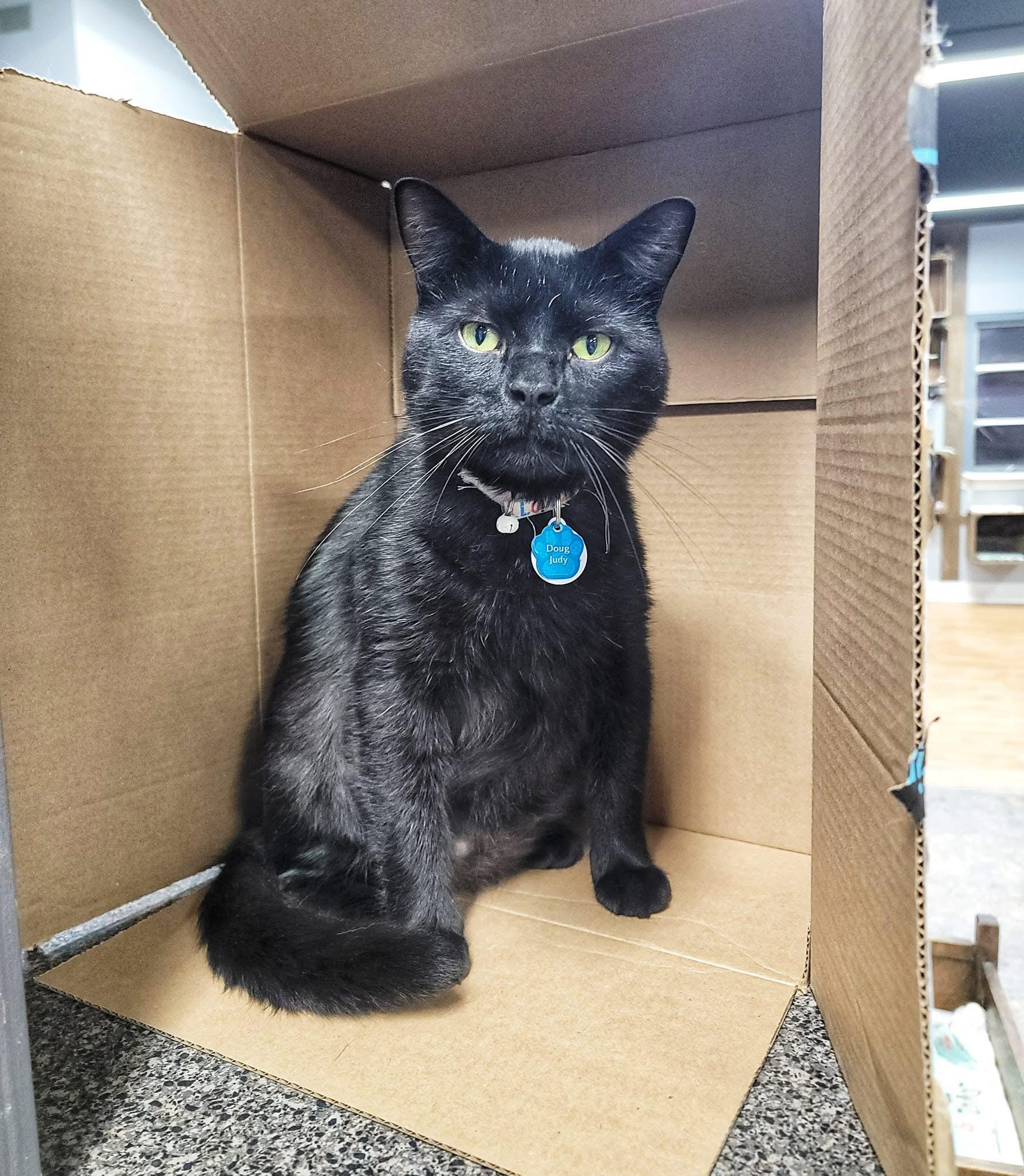 DOUG JUDY, an adoptable Domestic Short Hair in Grand Rapids, MI image 5/6