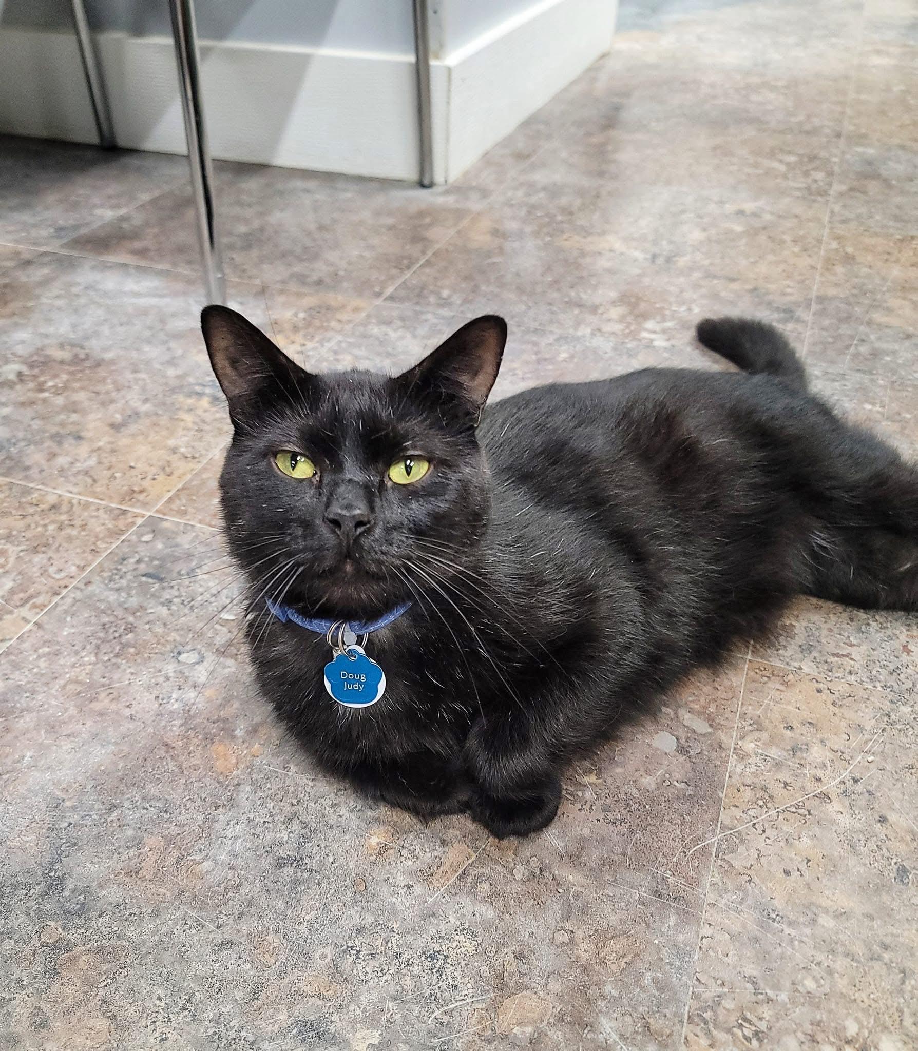 DOUG JUDY, an adoptable Domestic Short Hair in Grand Rapids, MI image 6/6