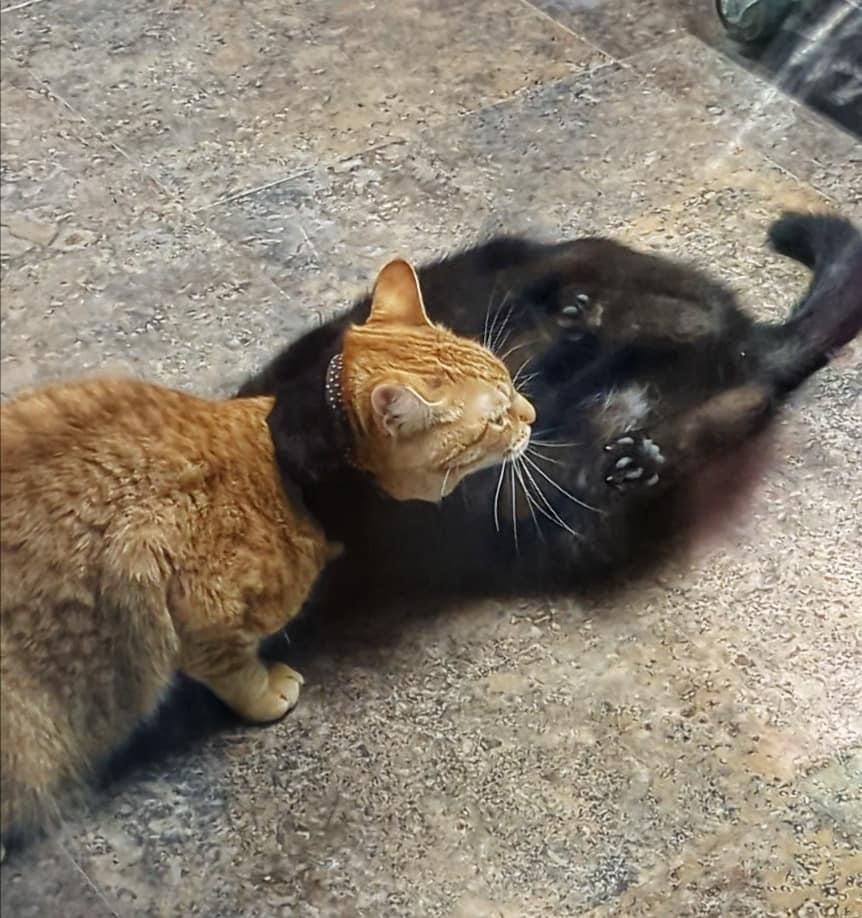 DOUG JUDY, an adoptable Domestic Short Hair in Grand Rapids, MI image 4/6