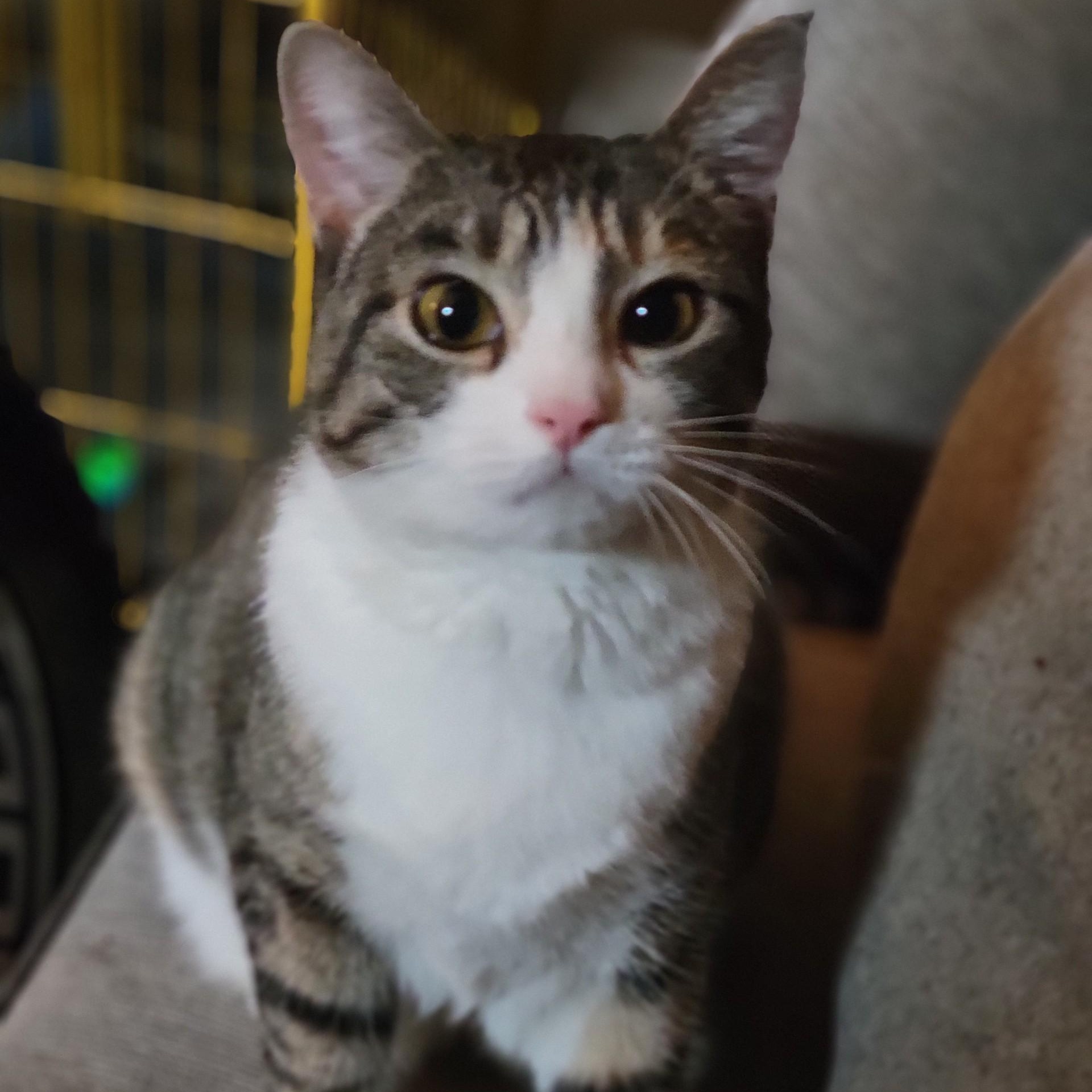 Jessie, Adoptable, Adult Female Domestic Short Hair.