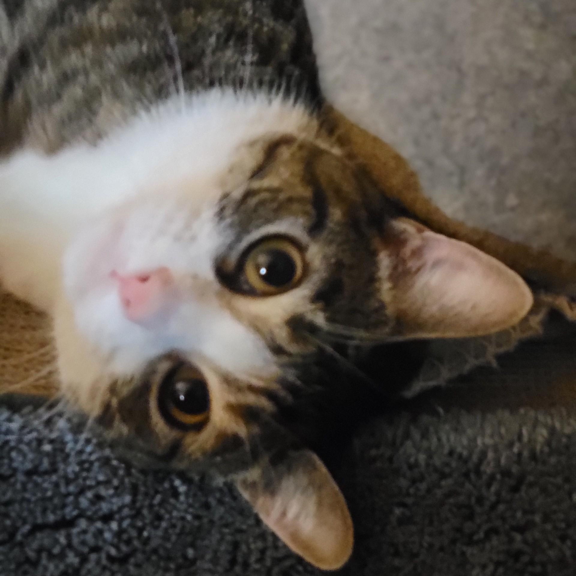 Enlarge Jessie, a Adoptable mixed breed in Oklahoma City, OK image 3/6