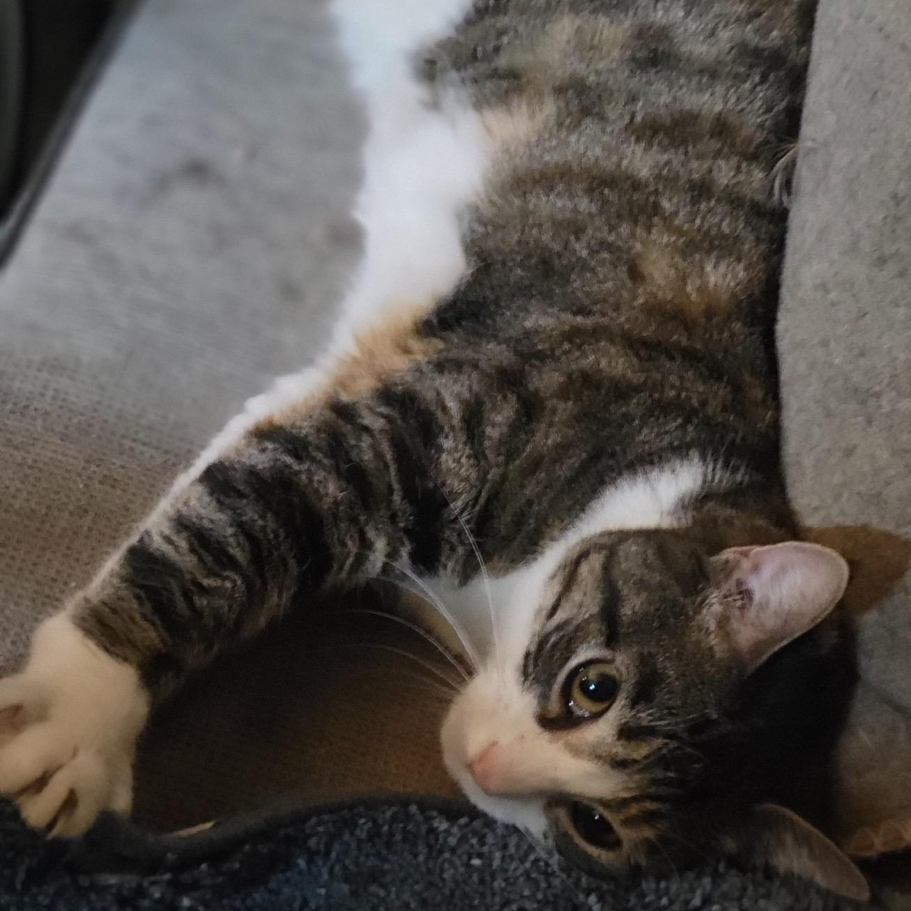 Enlarge Jessie, a Adoptable mixed breed in Oklahoma City, OK image 2/6