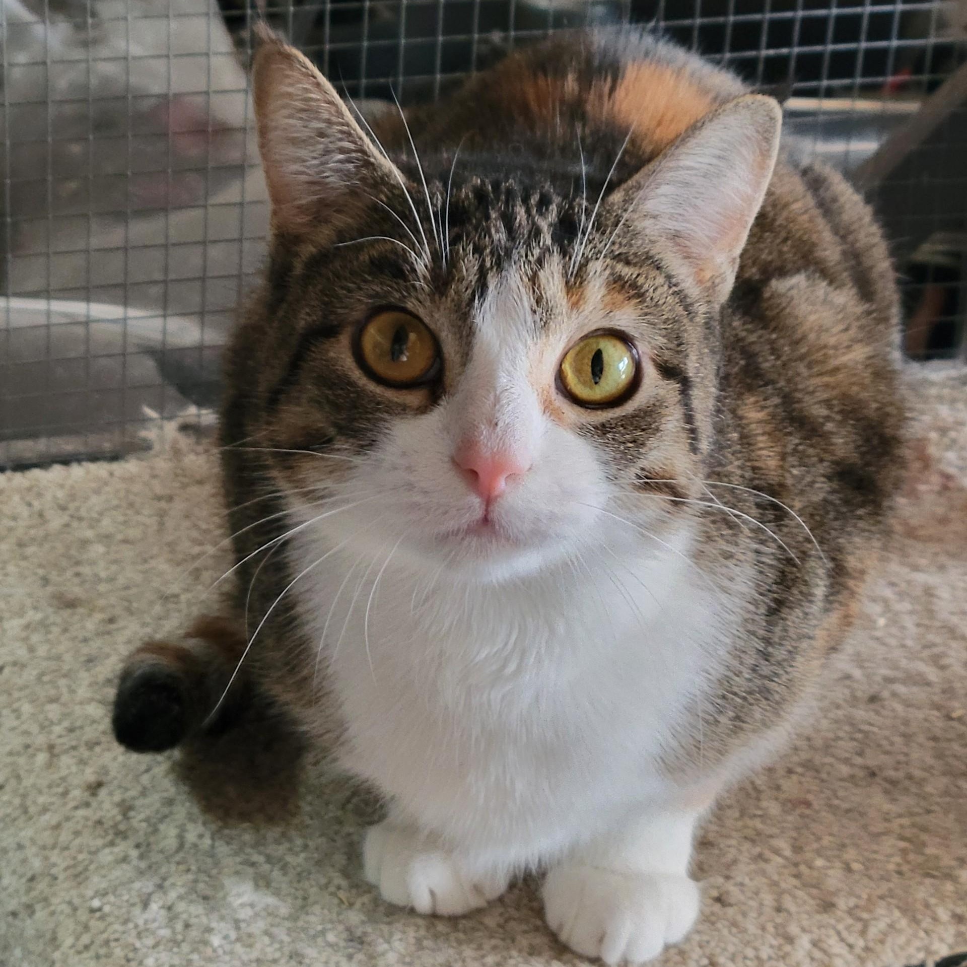 Jessie, Adoptable, Adult Female Domestic Short Hair.