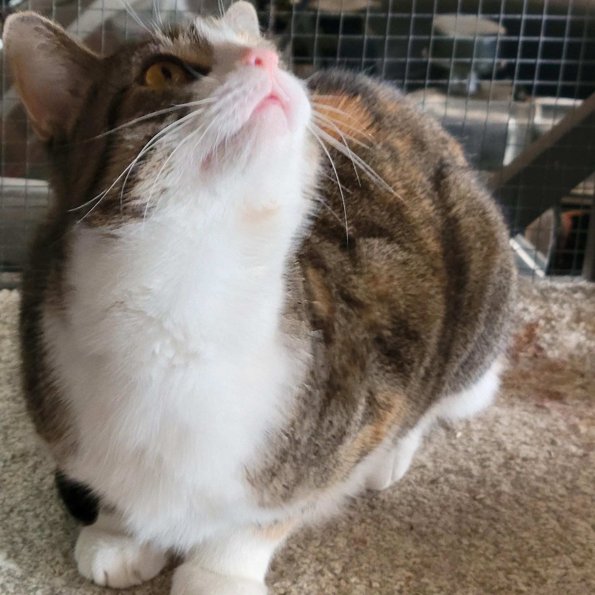 Enlarge Jessie, a Adoptable mixed breed in Oklahoma City, OK image 3/3