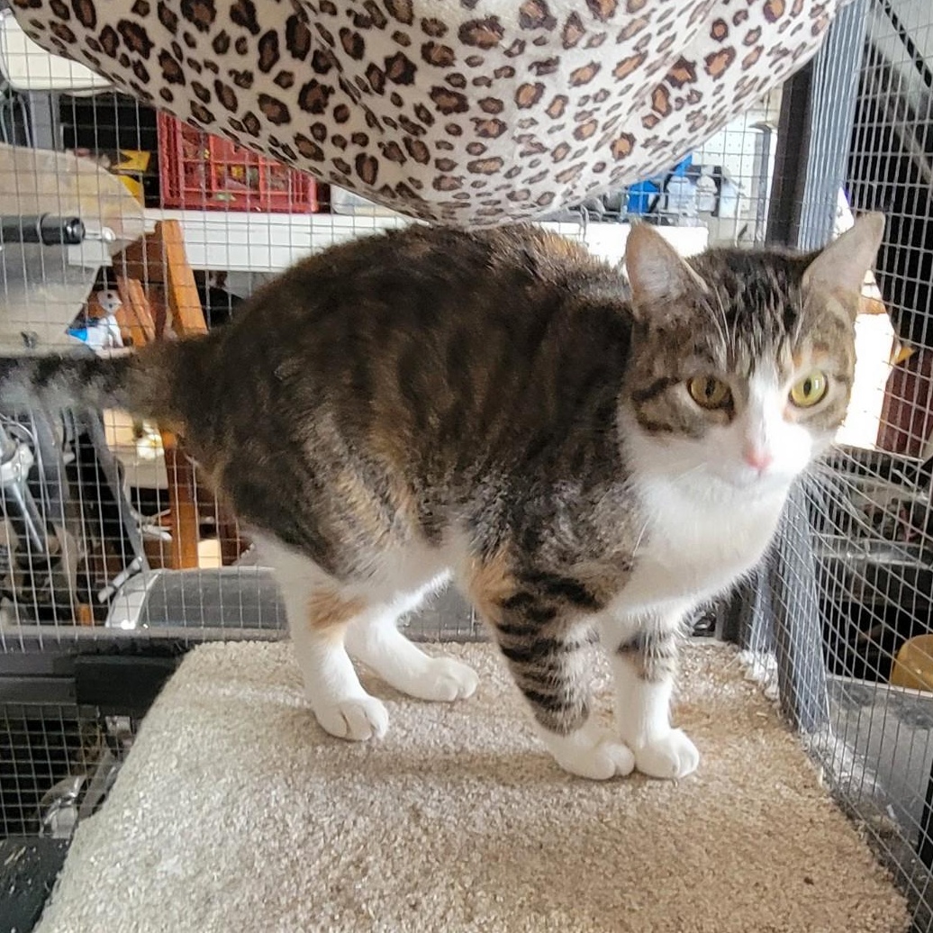 Enlarge Jessie, a Adoptable mixed breed in Oklahoma City, OK image 2/3