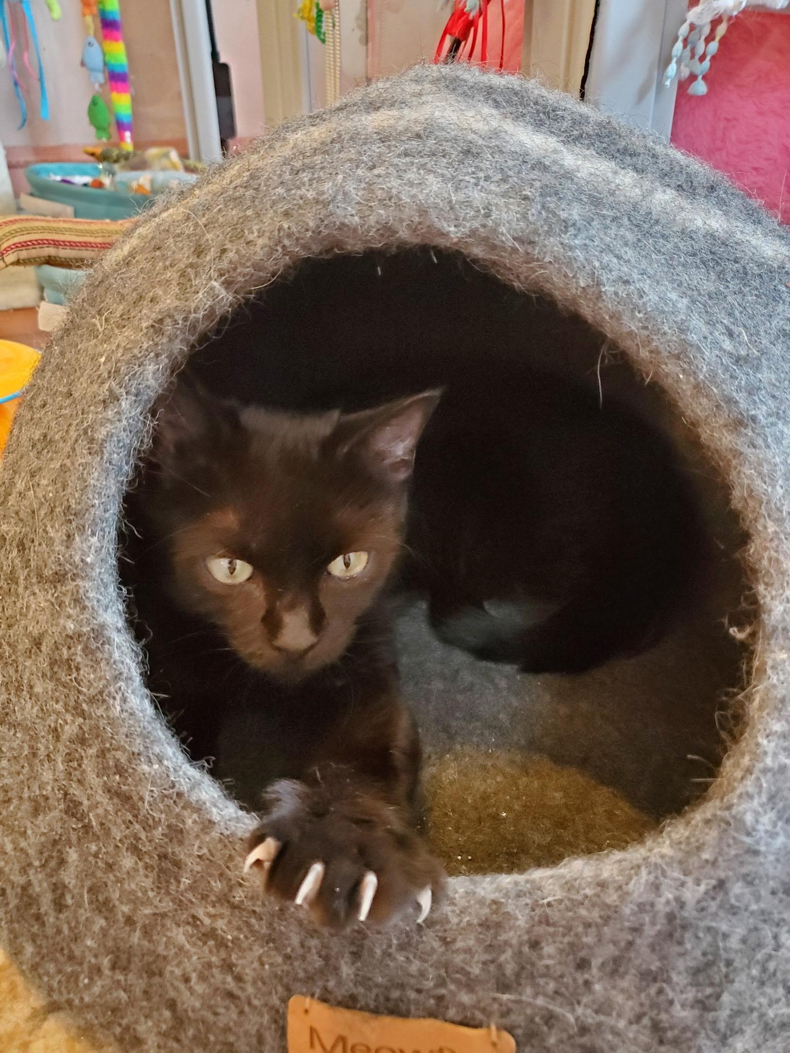 Enlarge Cordelia, a Adoptable Domestic Short Hair in Manchester, MD image 4/4
