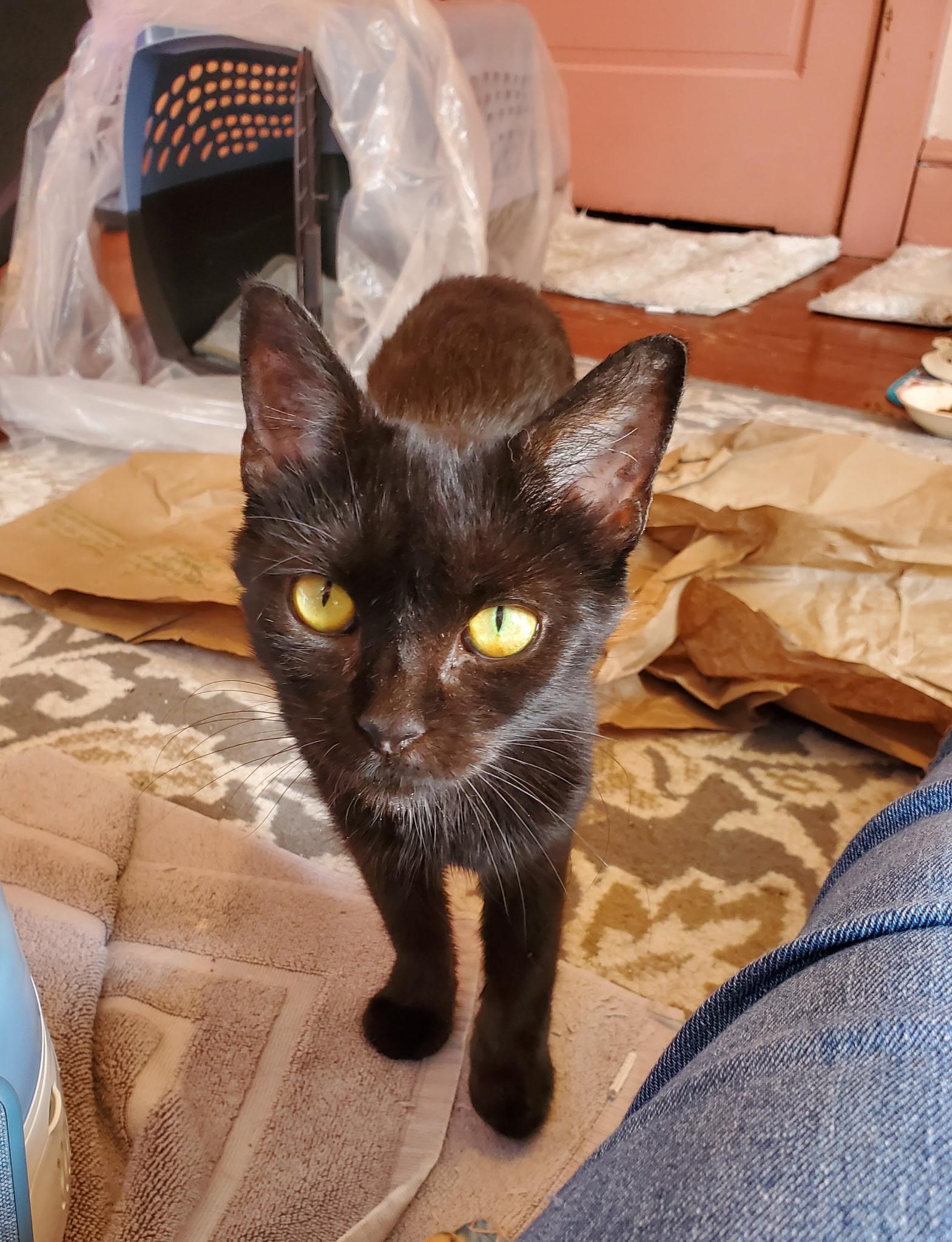 Enlarge Cordelia, a Adoptable Domestic Short Hair in Manchester, MD image 2/4