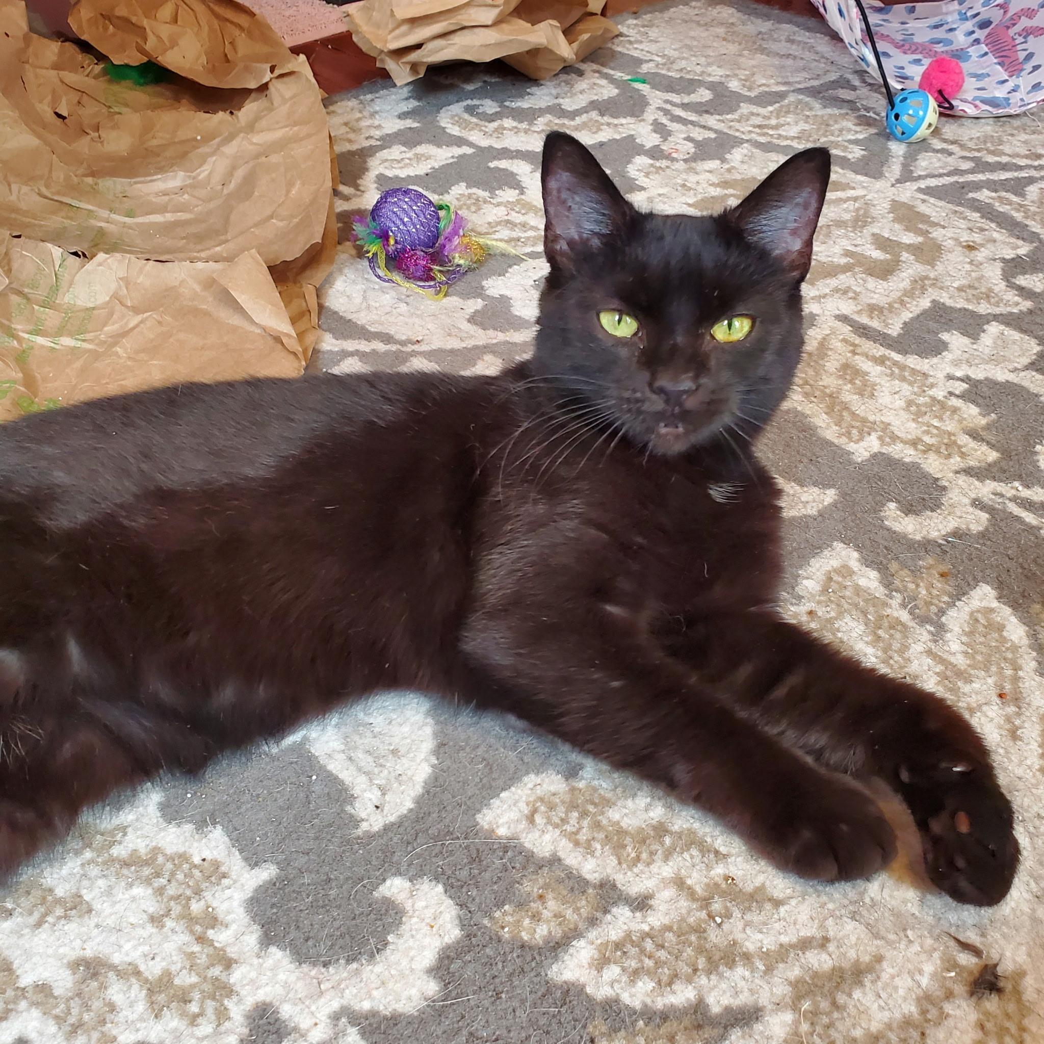 Enlarge Cordelia, a Adoptable Domestic Short Hair in Manchester, MD image 1/4