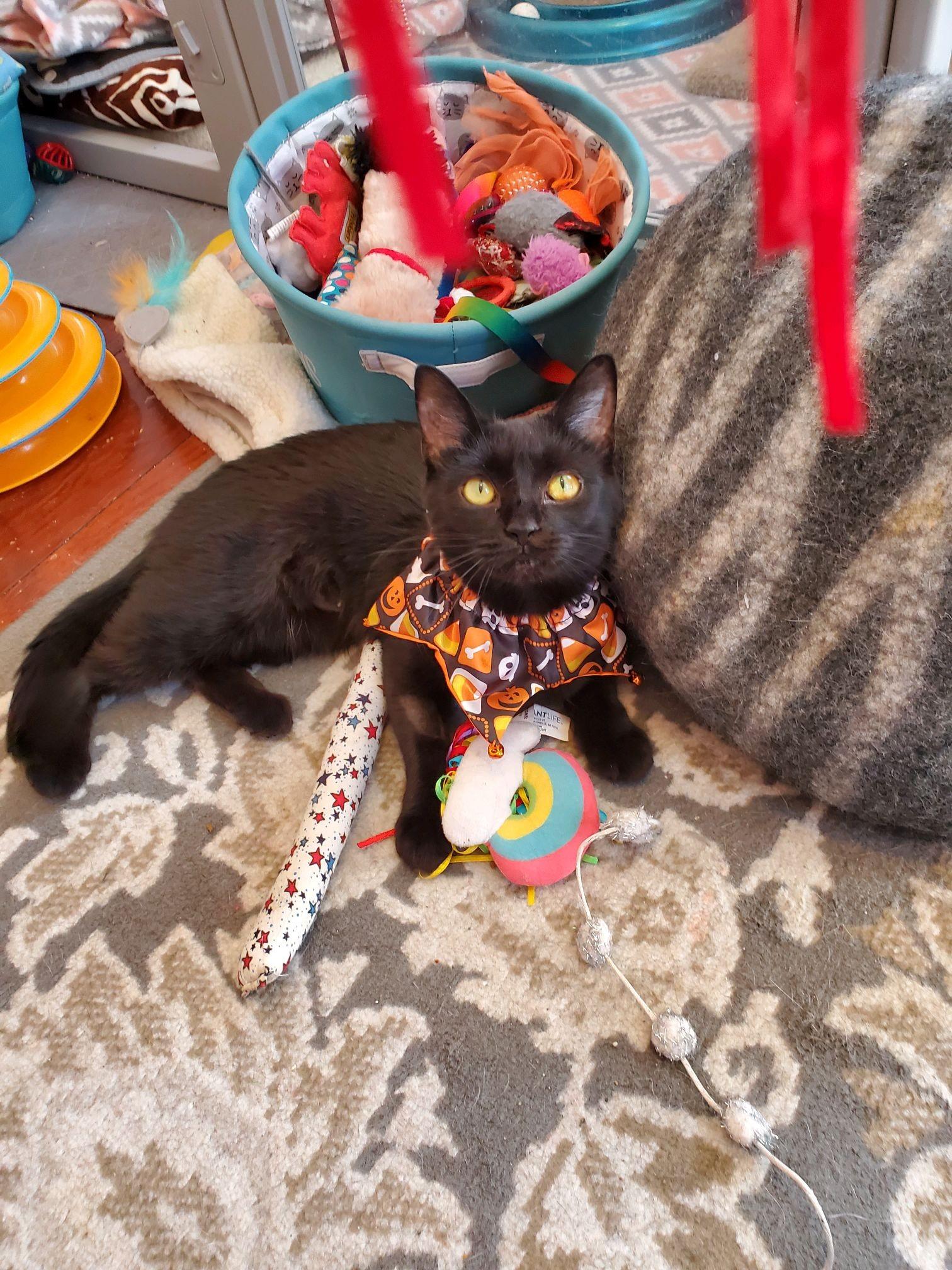 Enlarge Cordelia, a Adoptable Domestic Short Hair in Manchester, MD image 3/4
